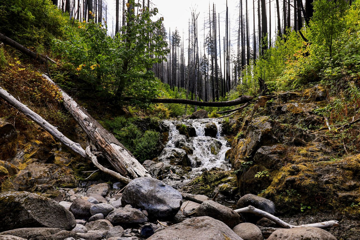 A cascading waterfall flows over mossy boulders through a burned forest with fallen logs in the Pacific Northwest, Oregon.