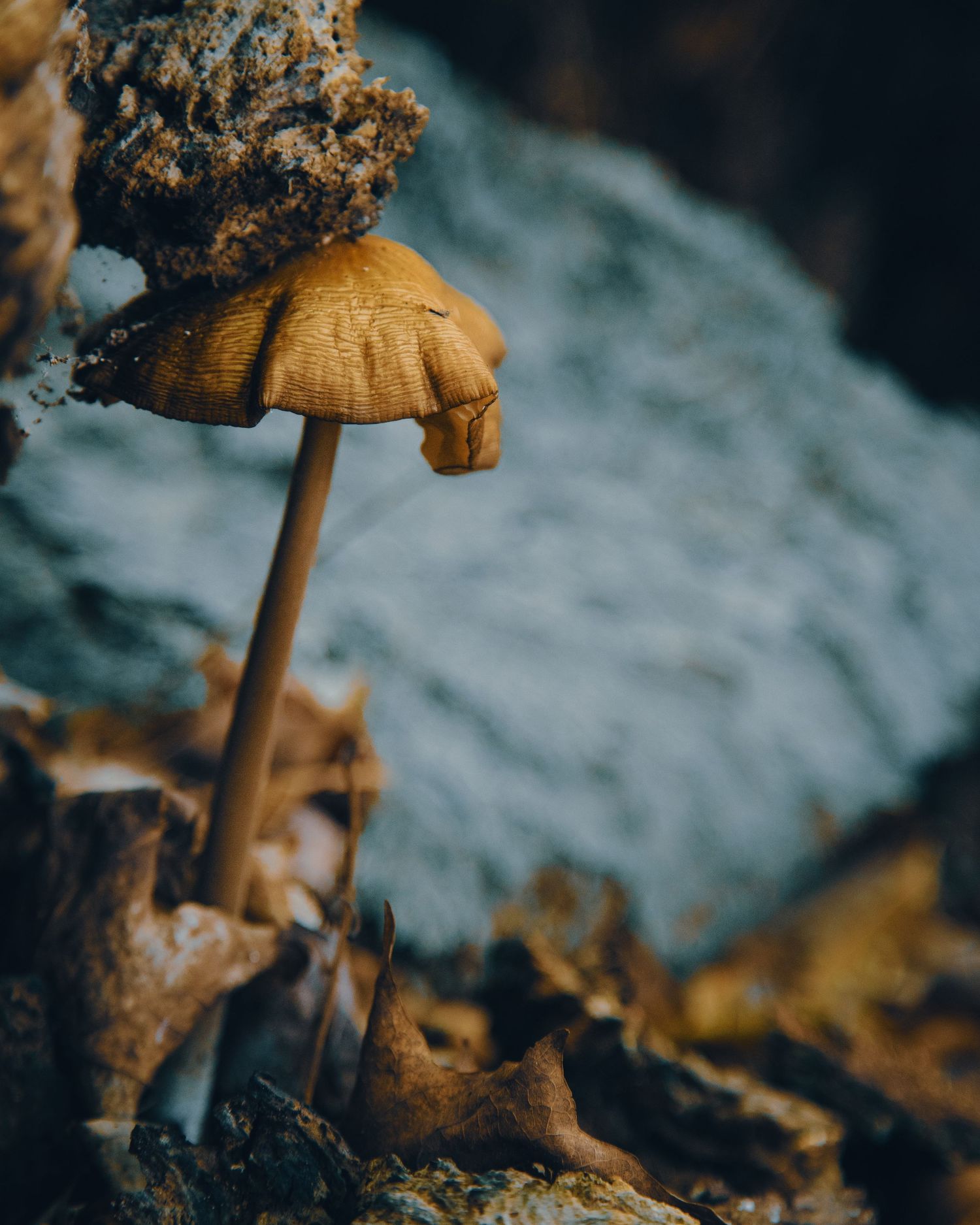 Close-up macro shot of a small brown mushroom growing among autumn leaves and rocks in forest.