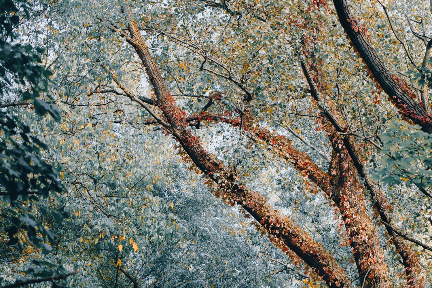 Autumn tree branches with colorful red and yellow leaves against a misty forest background.
