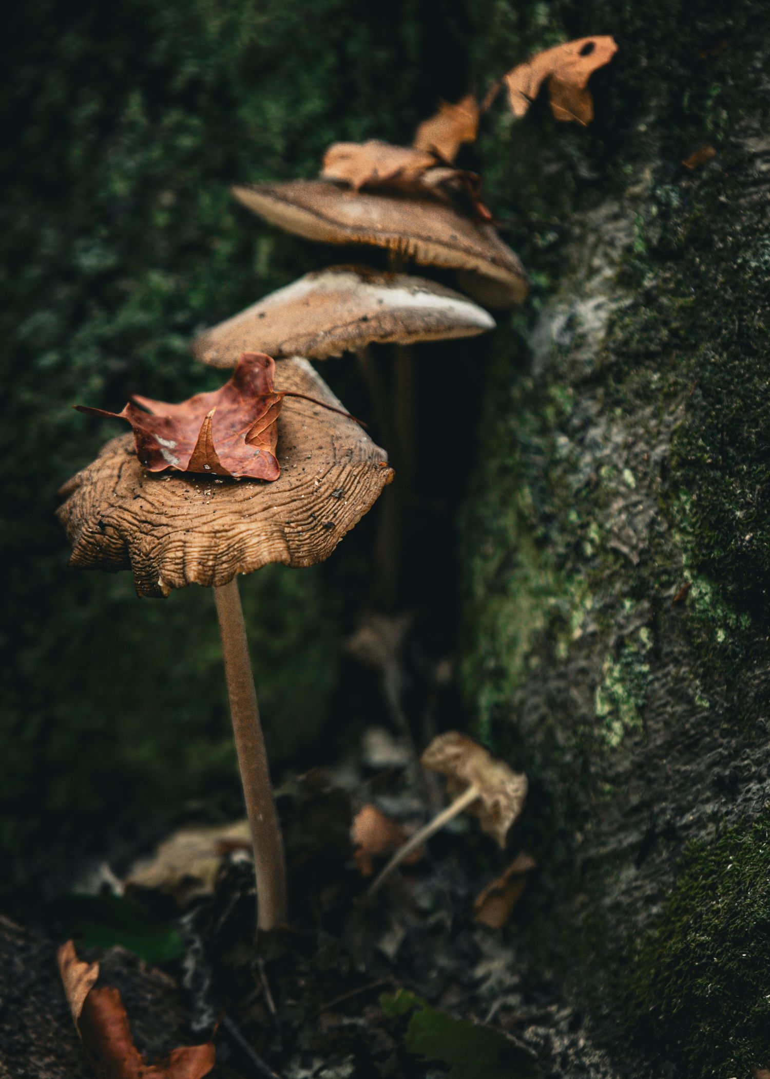 Wild mushrooms growing at the base of a moss-covered tree with fallen autumn leaves on caps.
