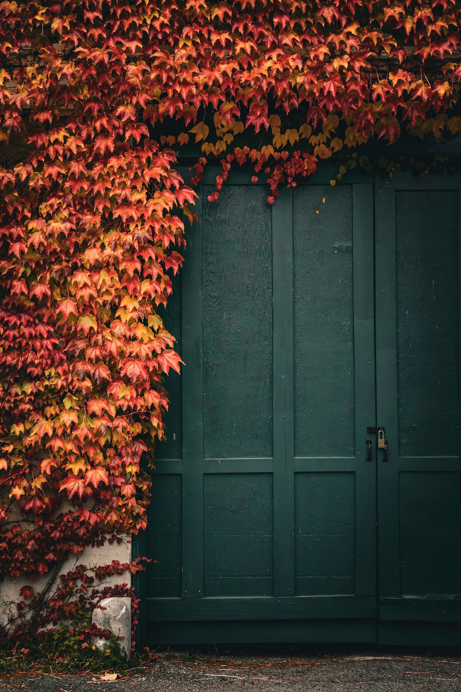 Green wooden double doors framed by vibrant red and orange autumn ivy climbing stone wall.