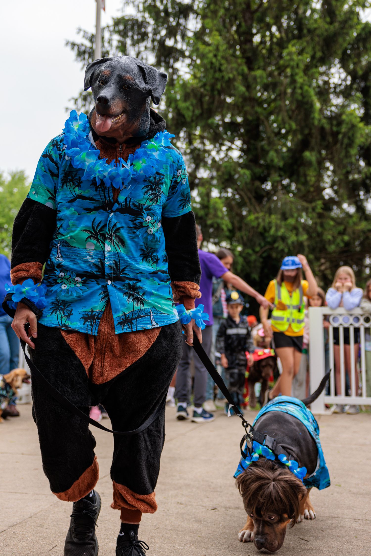 Dog in costume at the Sugar Maple Festival dog show Bellbrook Ohio