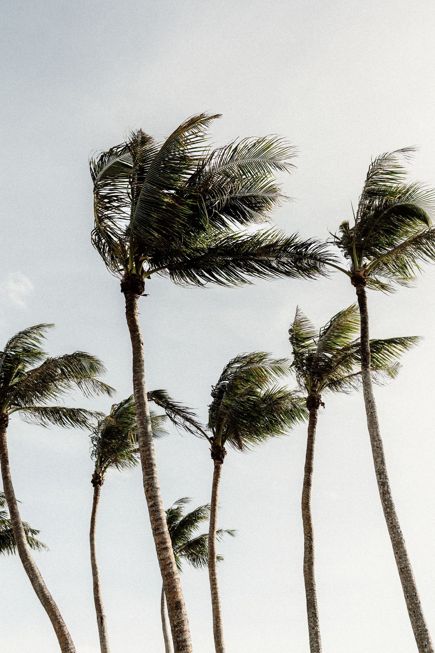 Palm trees swaying in strong tropical winds against a pale sky, showcasing lush green fronds bending dramatically.