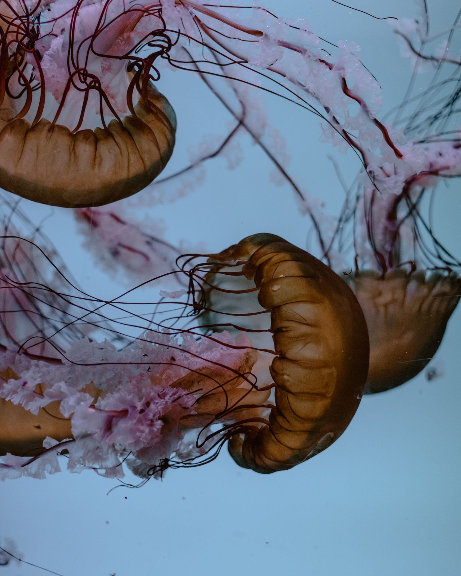 Three golden jellyfish with pink trailing tentacles gracefully floating underwater against a light blue background.