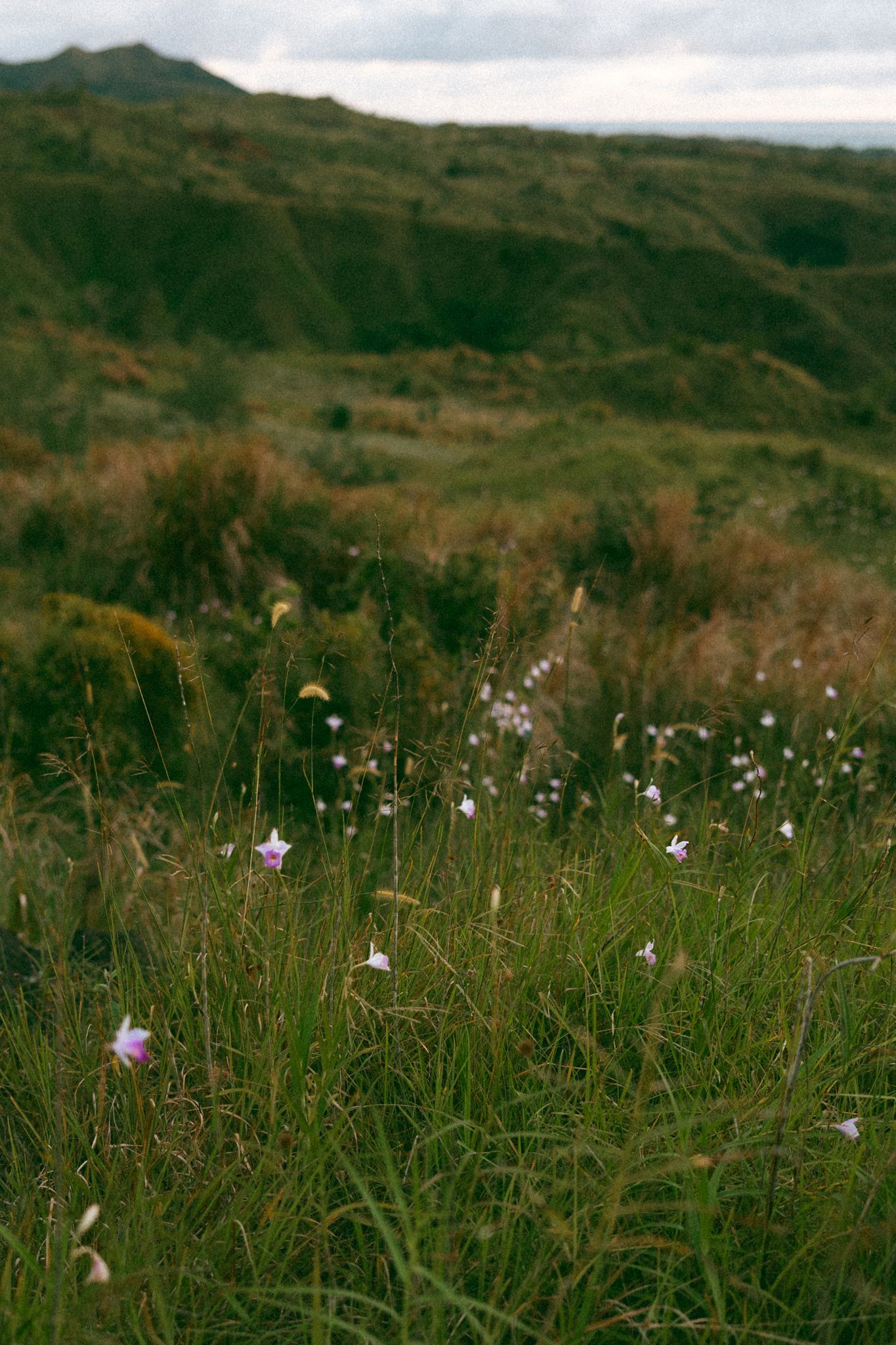 Wild pink flowers bloom among tall green grass in a scenic meadow with rolling green hills in the background.