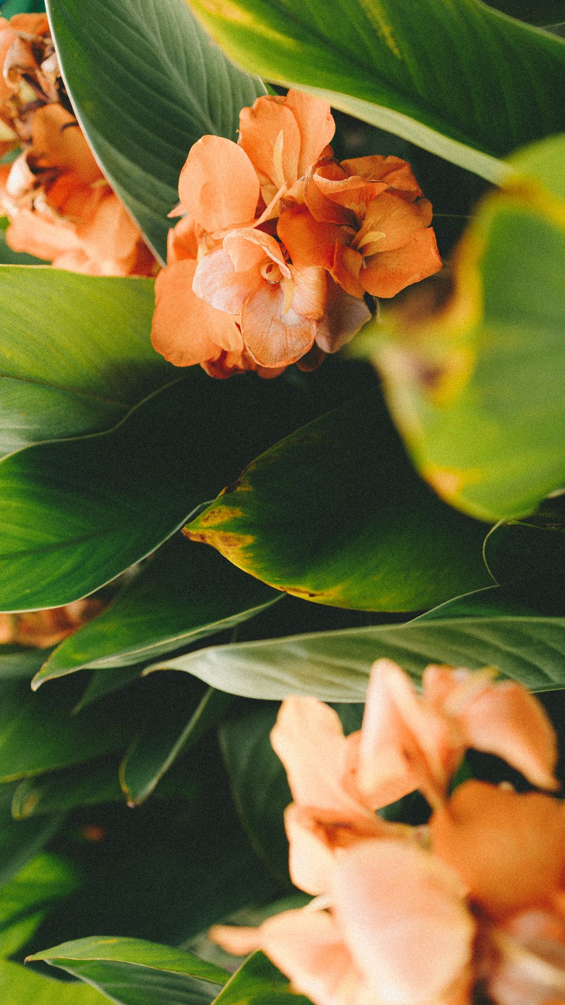 Lush green tropical leaves with delicate peach-orange flowers blooming in a vibrant, close-up nature arrangement.