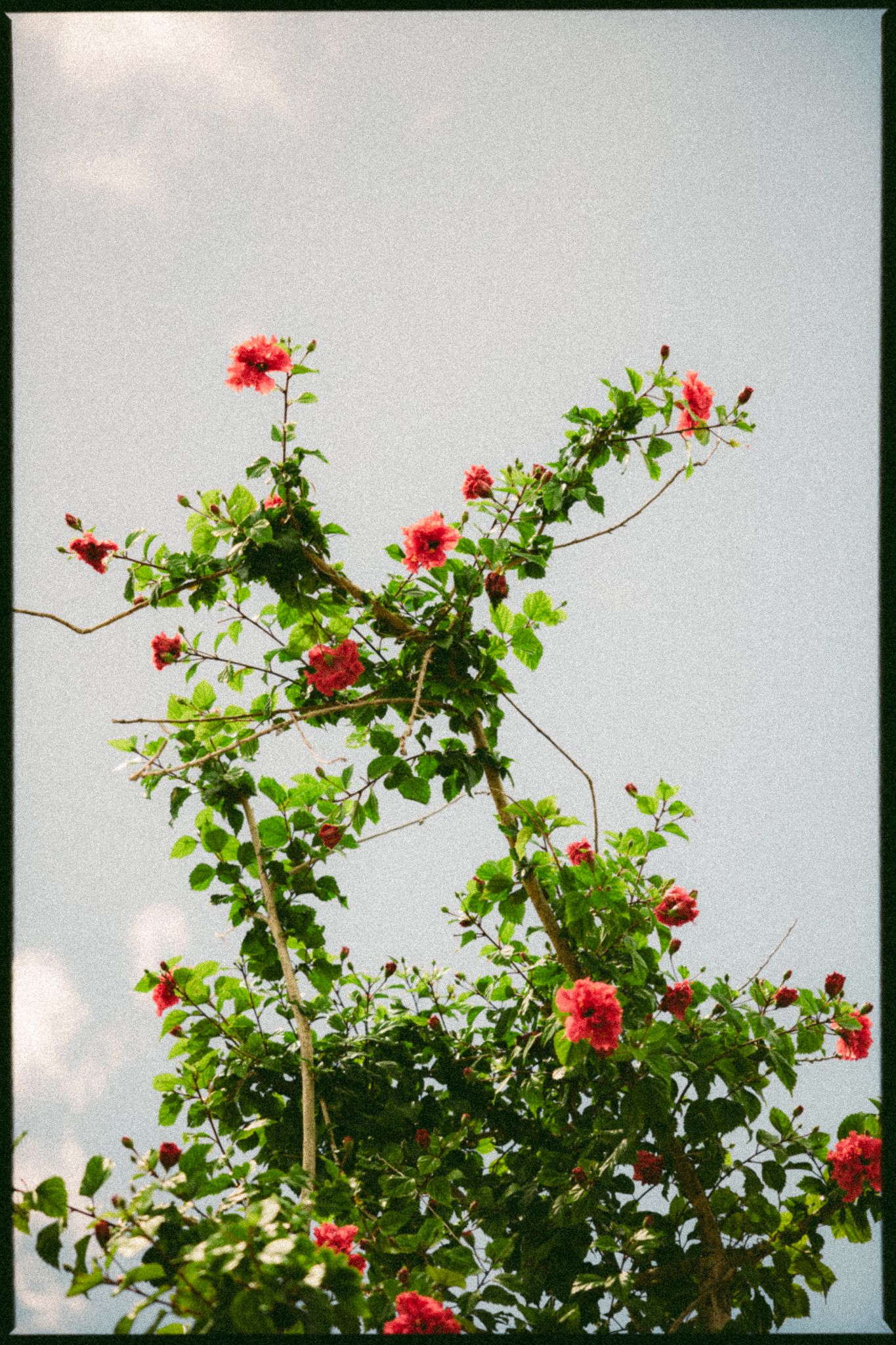 A climbing rose bush with vibrant red blooms and lush green leaves reaching toward a pale blue sky.