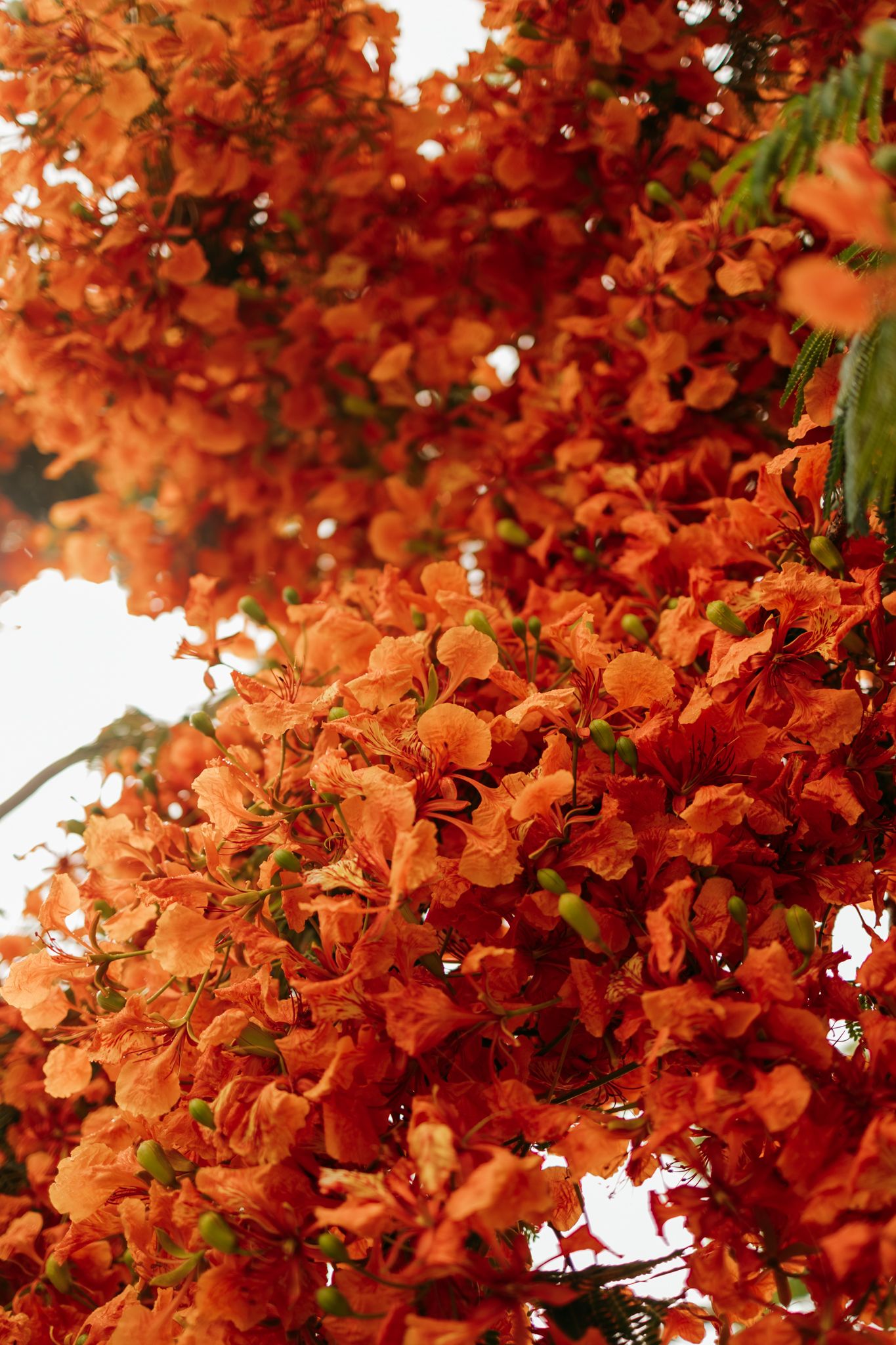 Vibrant orange tropical flamboyant tree flowers in full bloom, with lush green buds against a bright sky.