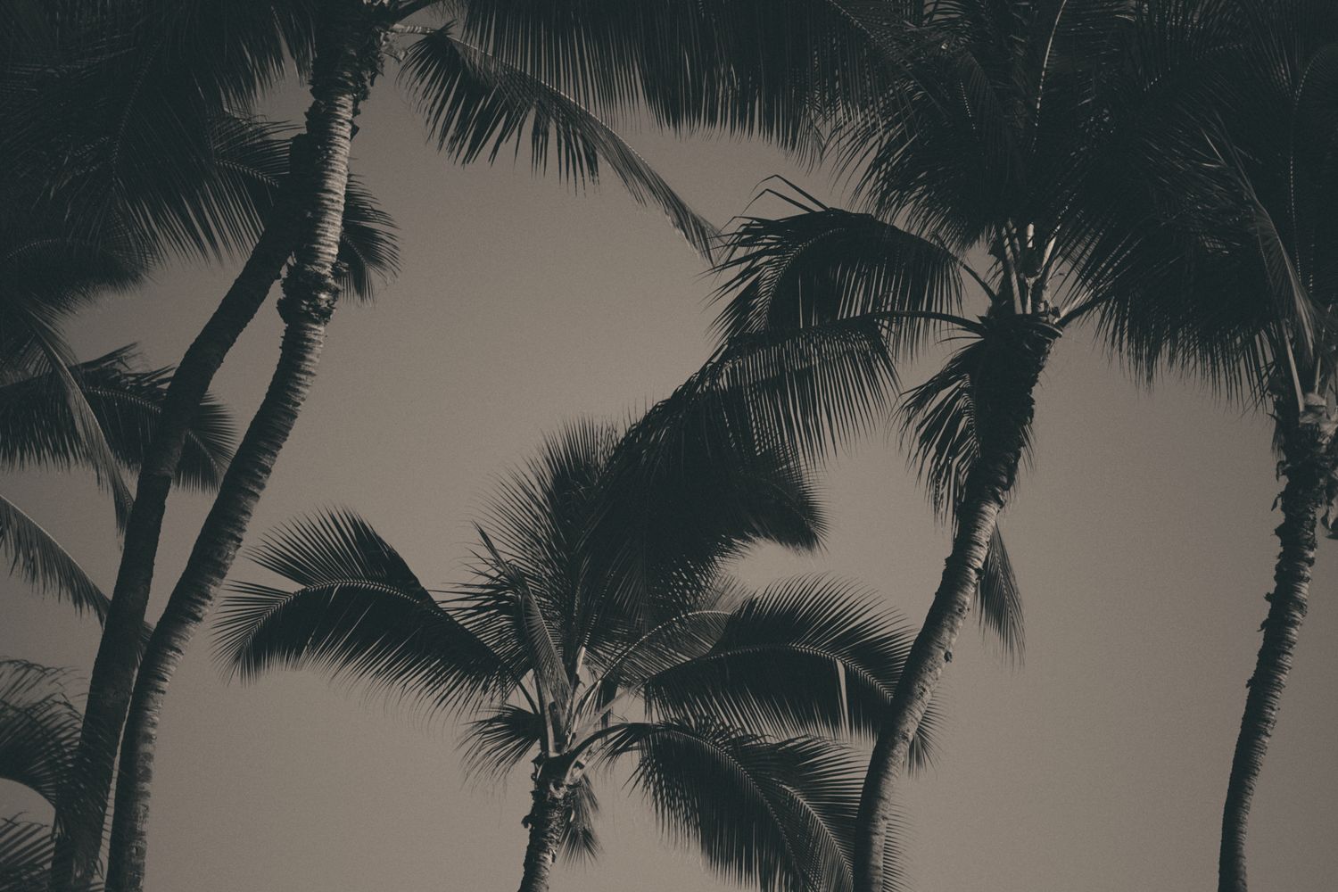 Black and white photo of tall palm trees swaying in the wind against a cloudy sky.