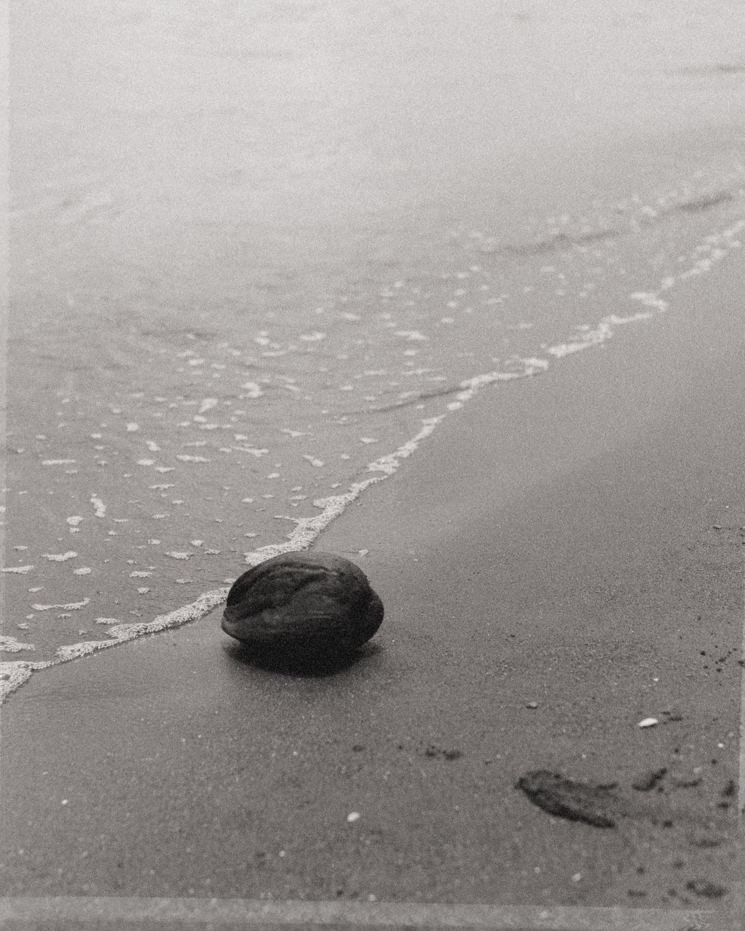 Black and white photo of a coconut on wet sandy beach with gentle ocean waves in the background.