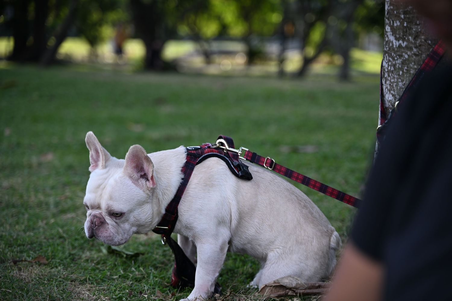 White French Bulldog wearing a red harness and leash standing on green grass in a park.