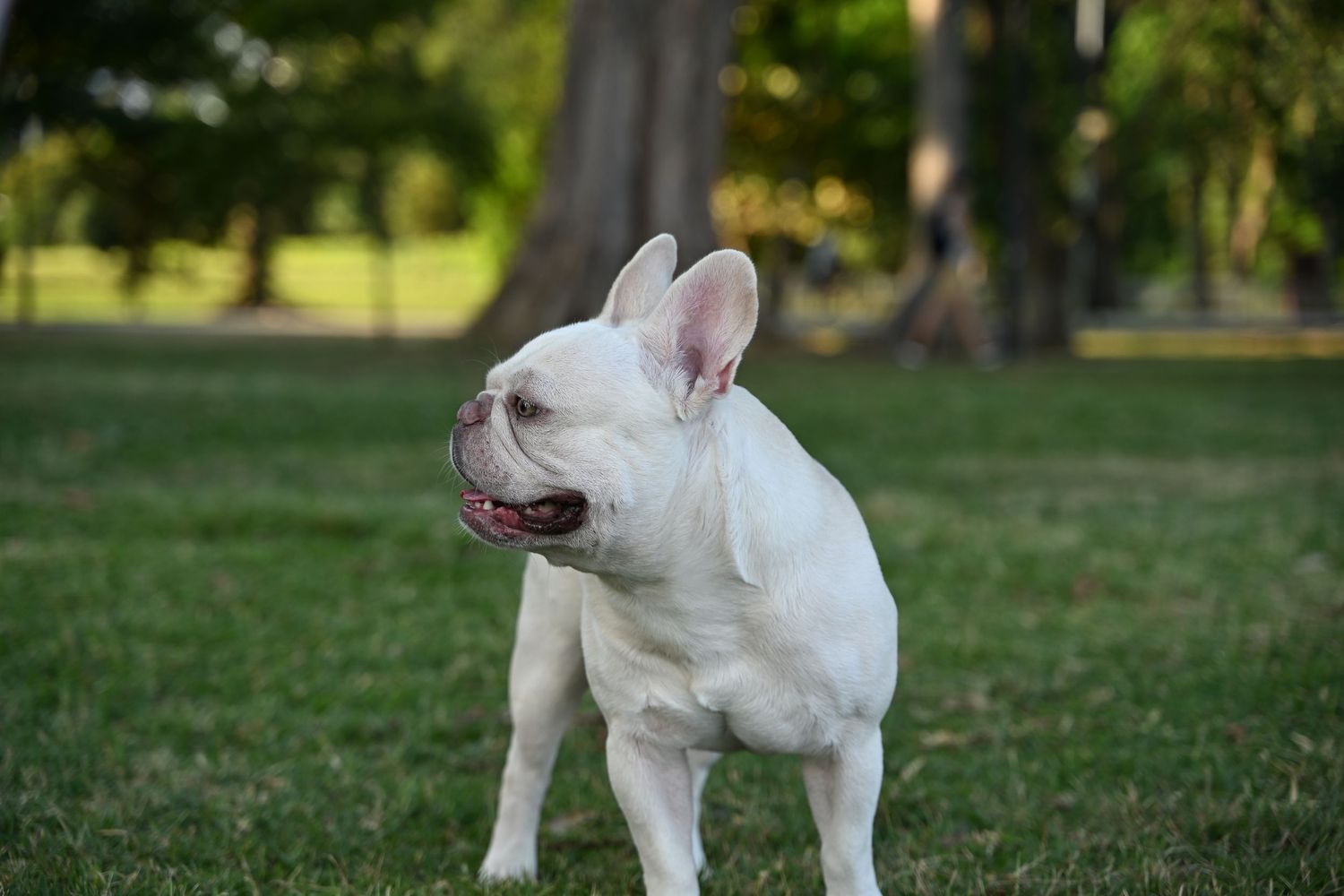 White French Bulldog standing on green grass in a park with mouth open and tongue visible.