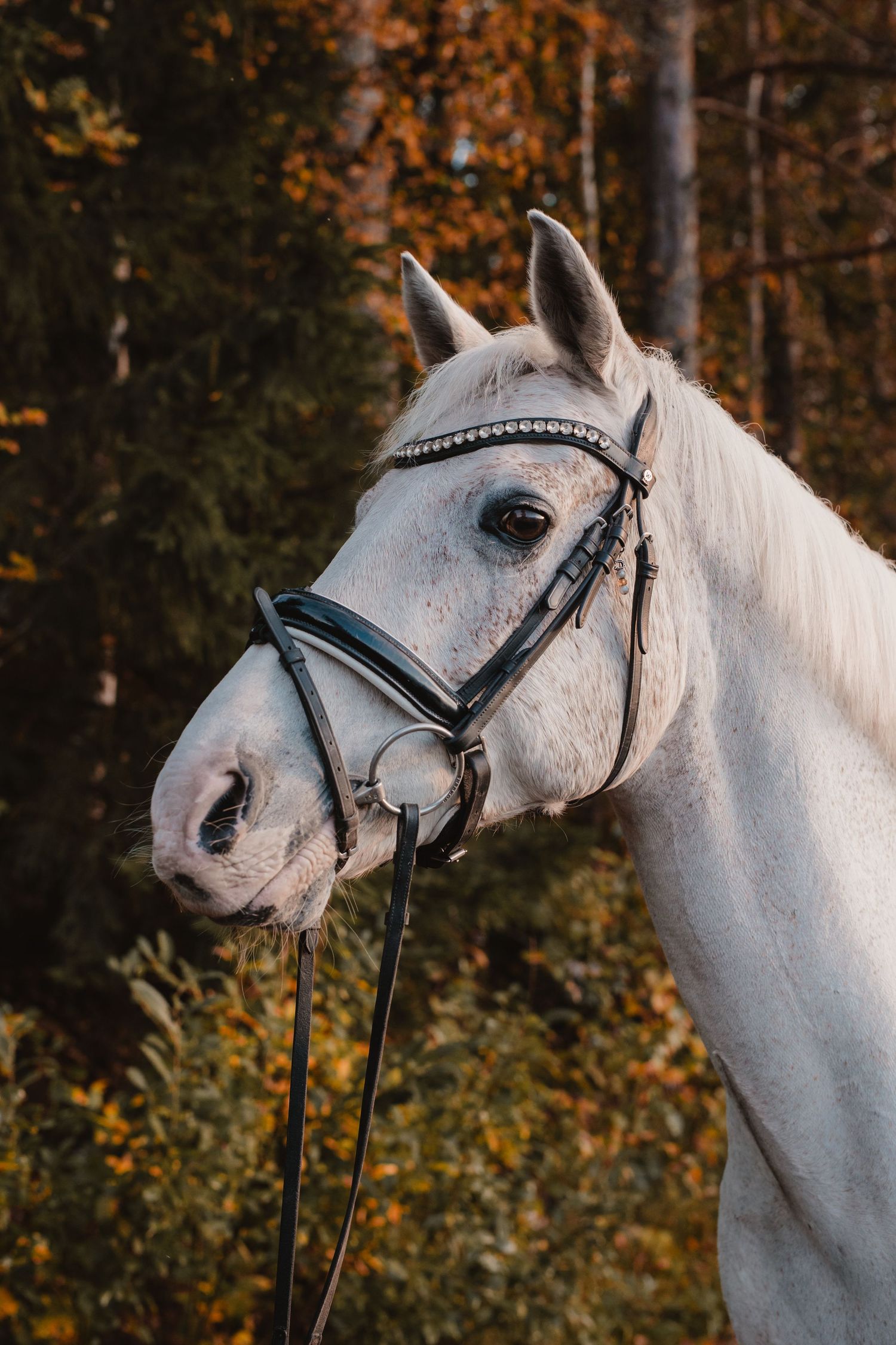 White horse wearing a black bridle with rhinestone details, photographed against autumn forest background.