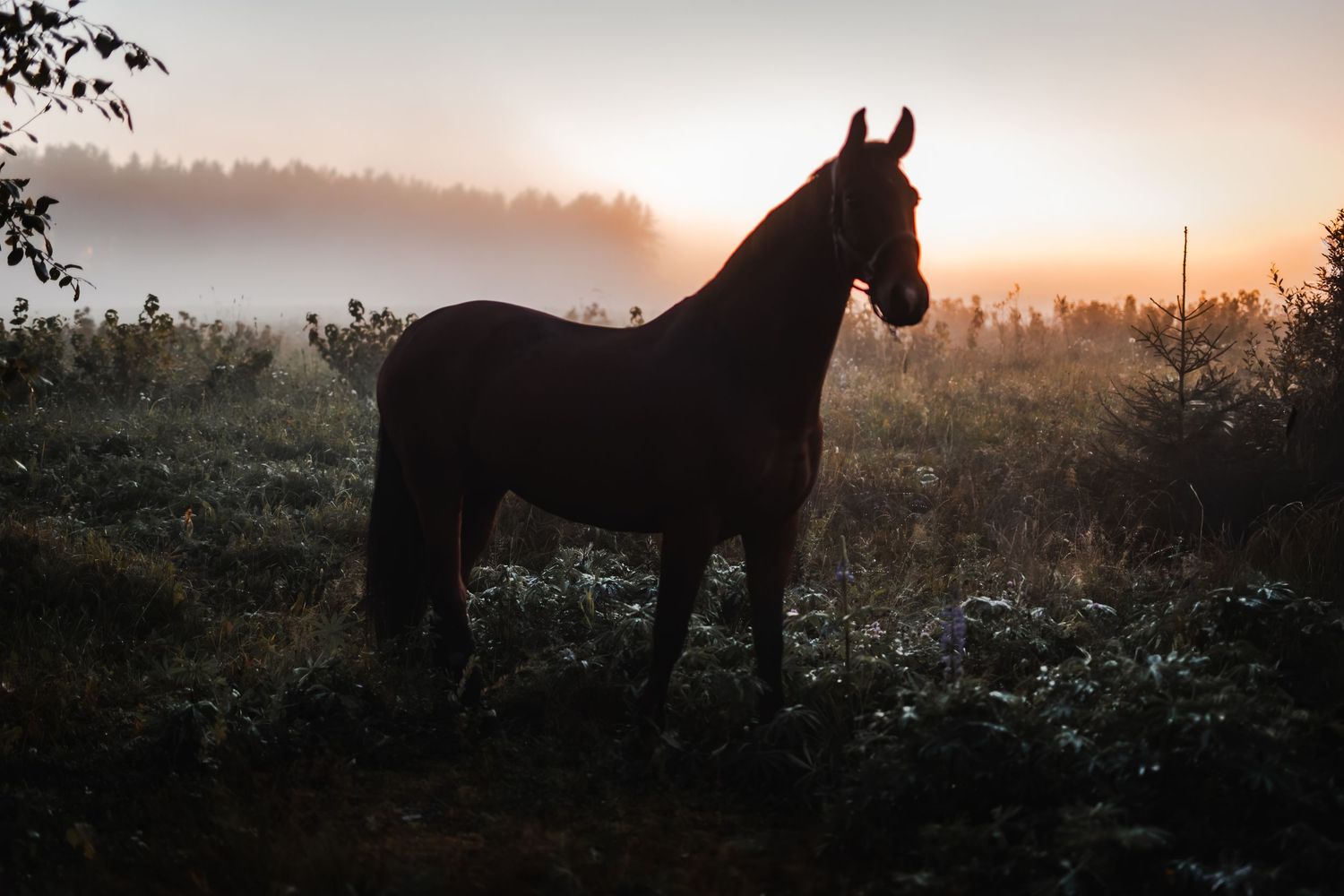 A dark horse stands silhouetted in a misty field at sunset with glowing orange sky and foggy trees in background.