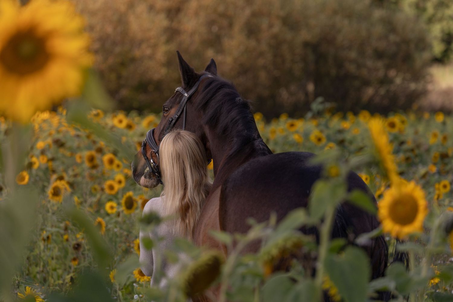 A blonde woman stands with a dark horse among vibrant sunflowers in a golden field at sunset.