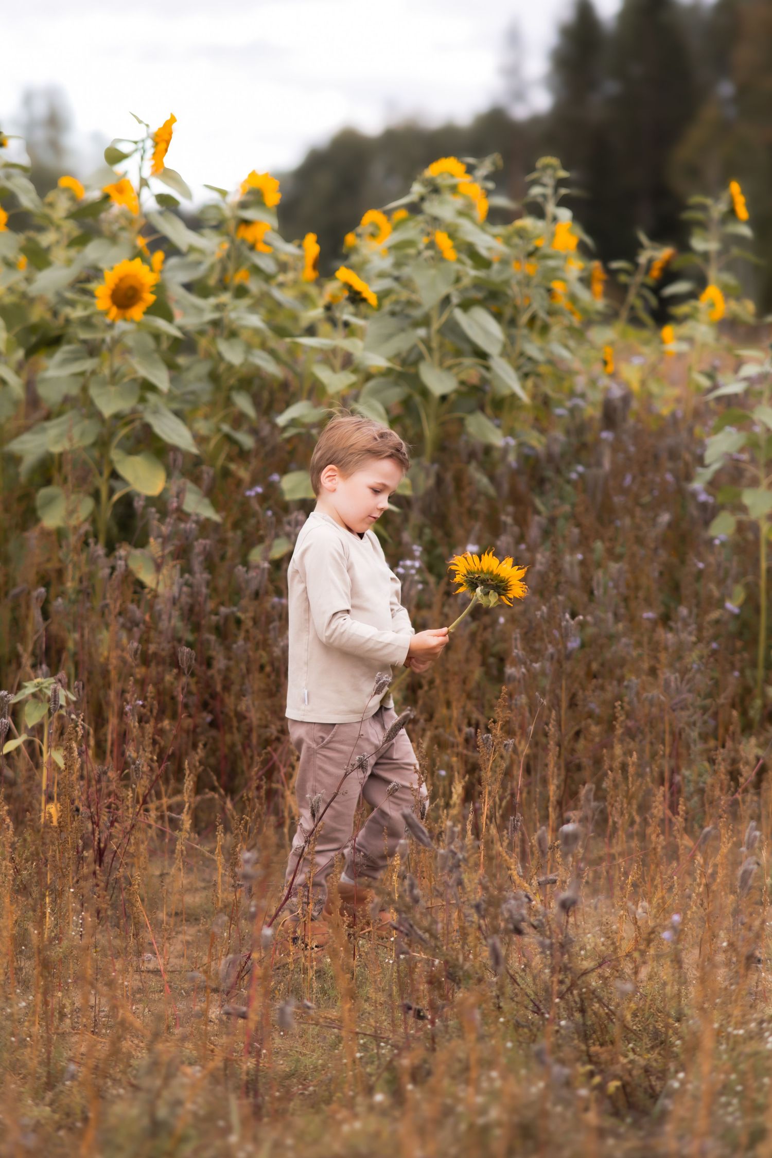 Young boy holding a sunflower in a field of tall sunflowers during autumn, wearing beige outfit.