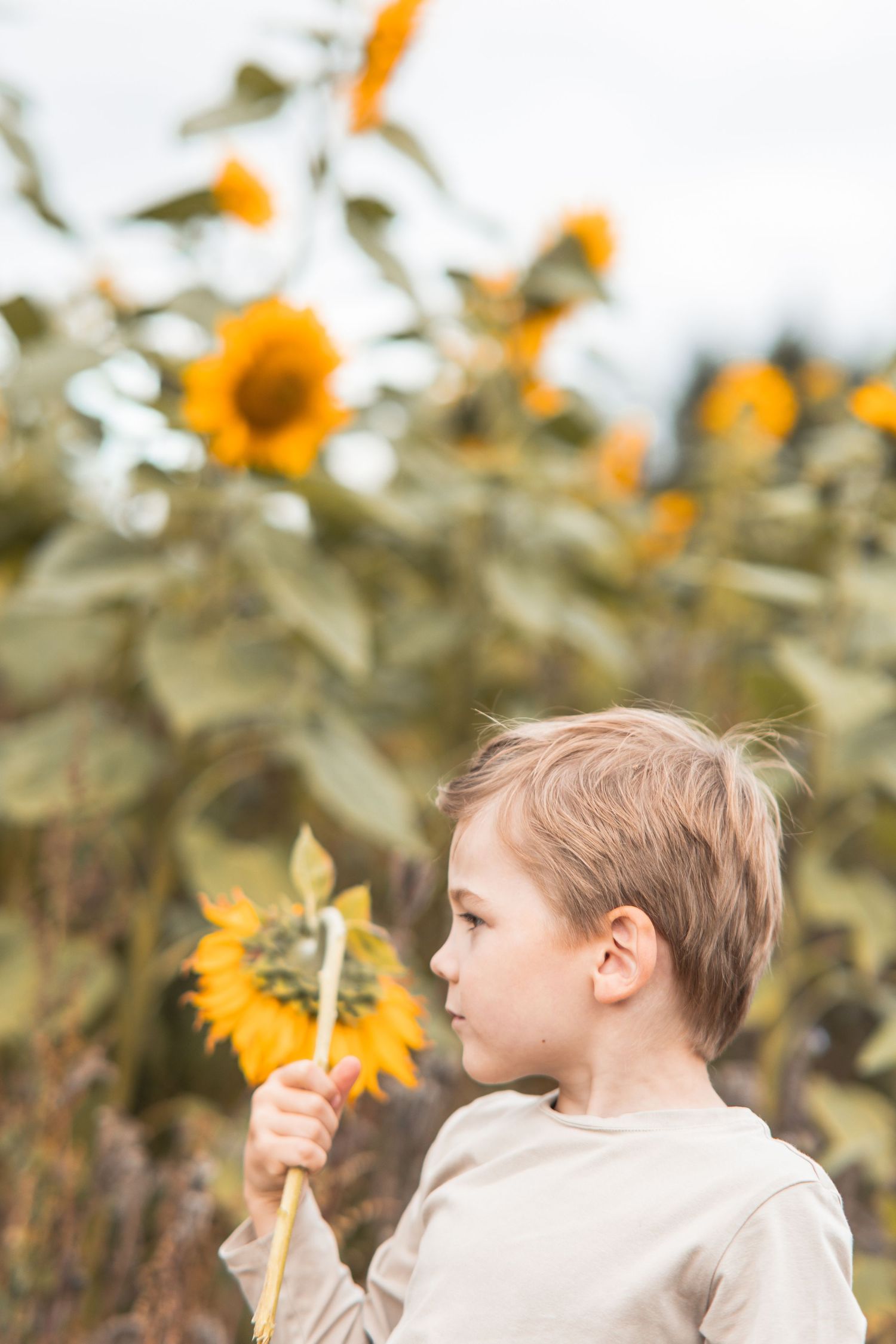 Young boy holding a sunflower in a vibrant sunflower field, looking away thoughtfully on a cloudy day.