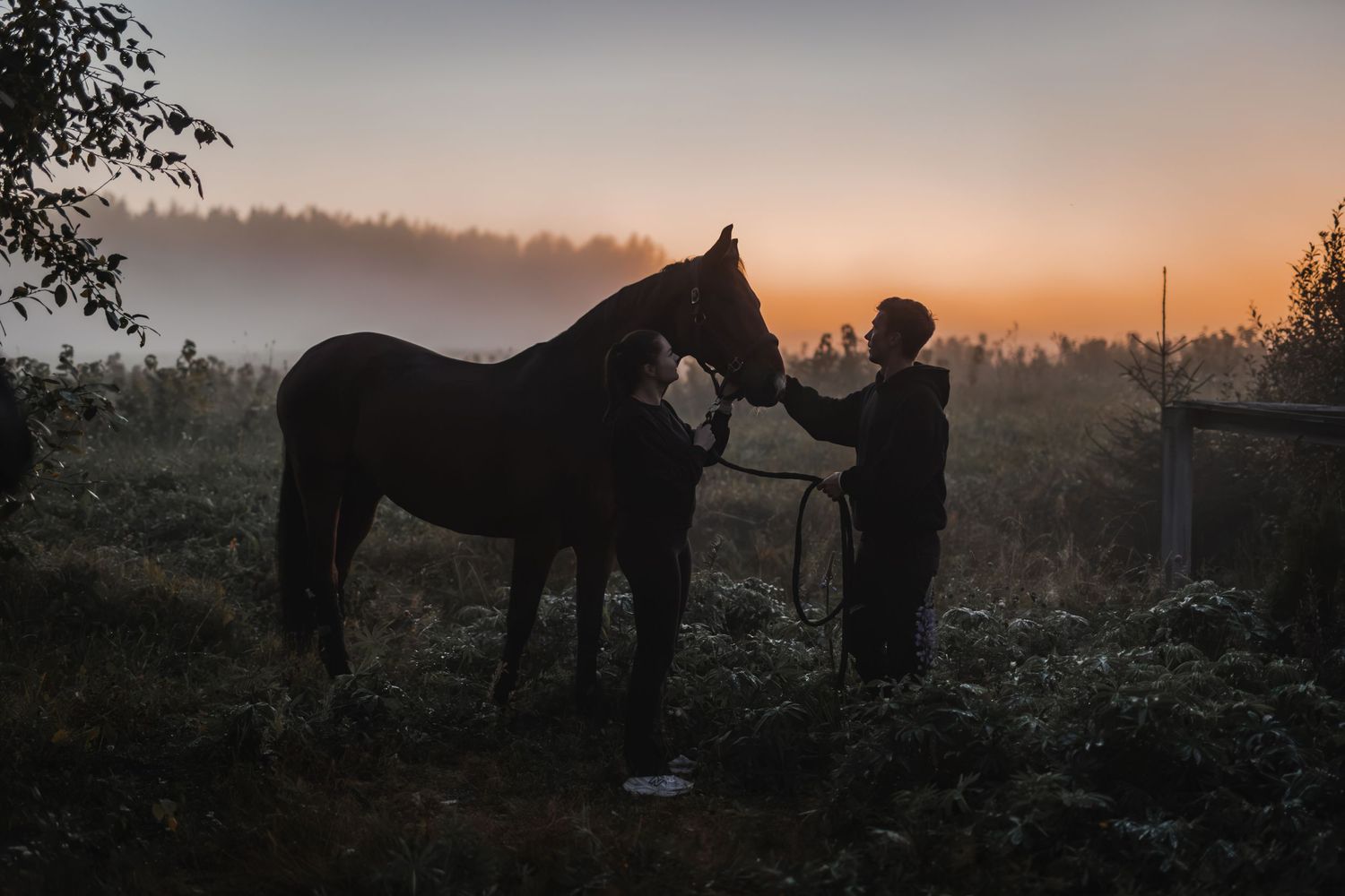 Silhouette of person grooming dark horse in misty field at golden sunset with foggy forest background.