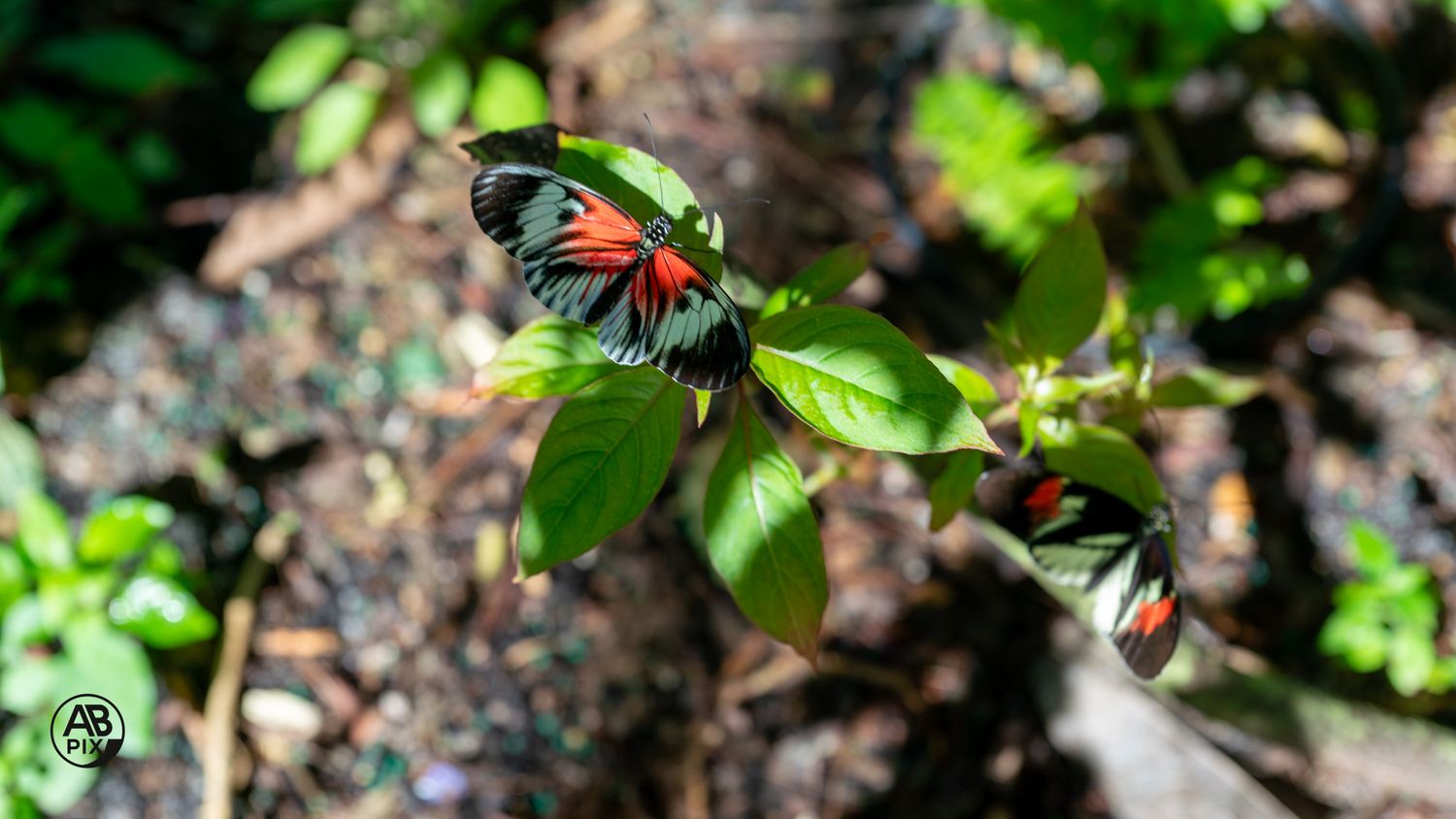 Two red and black Heliconius butterflies perched on green leaves in a natural garden setting.