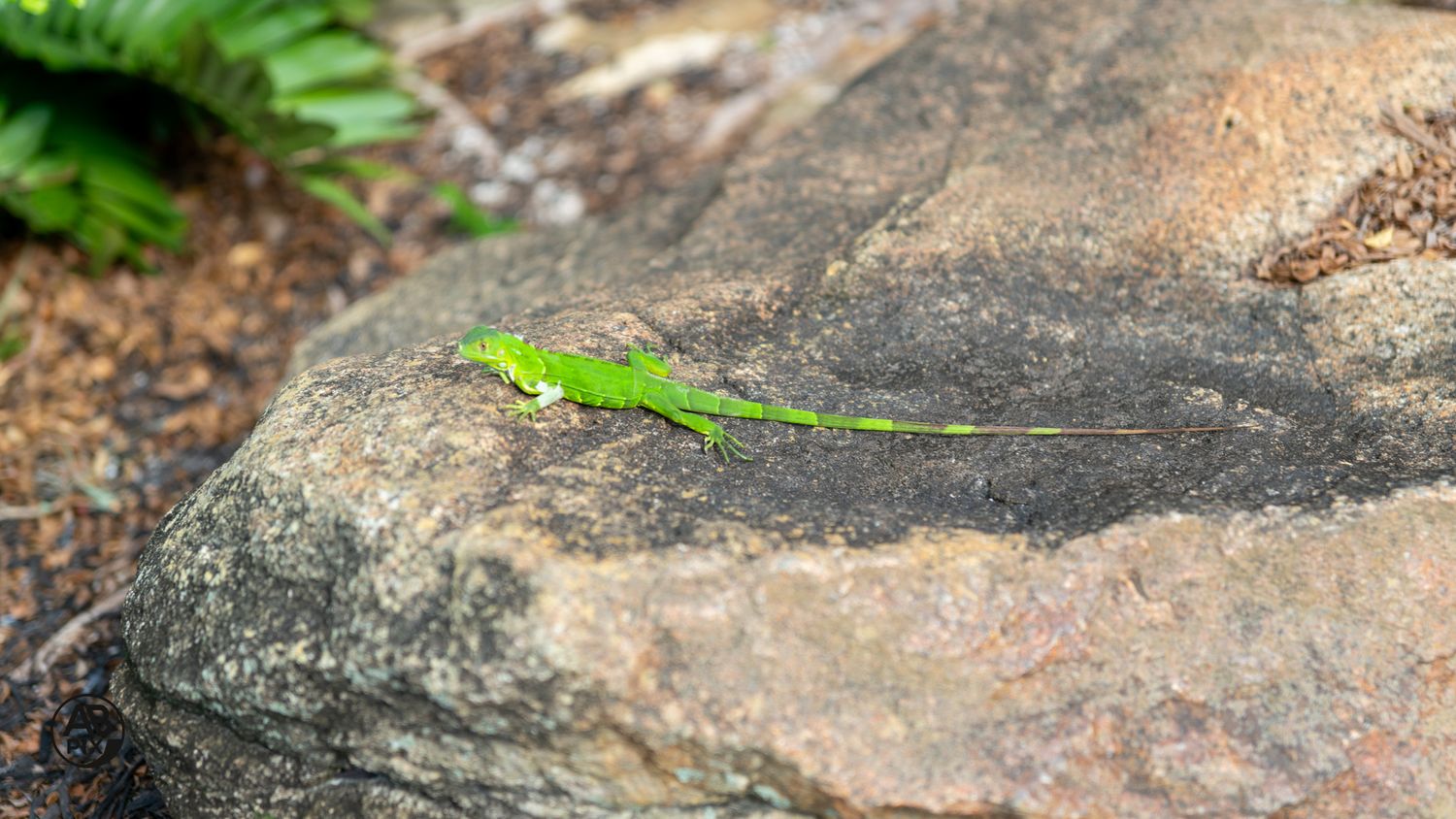 Bright green anole lizard basking on a large gray rock in sunlight.
