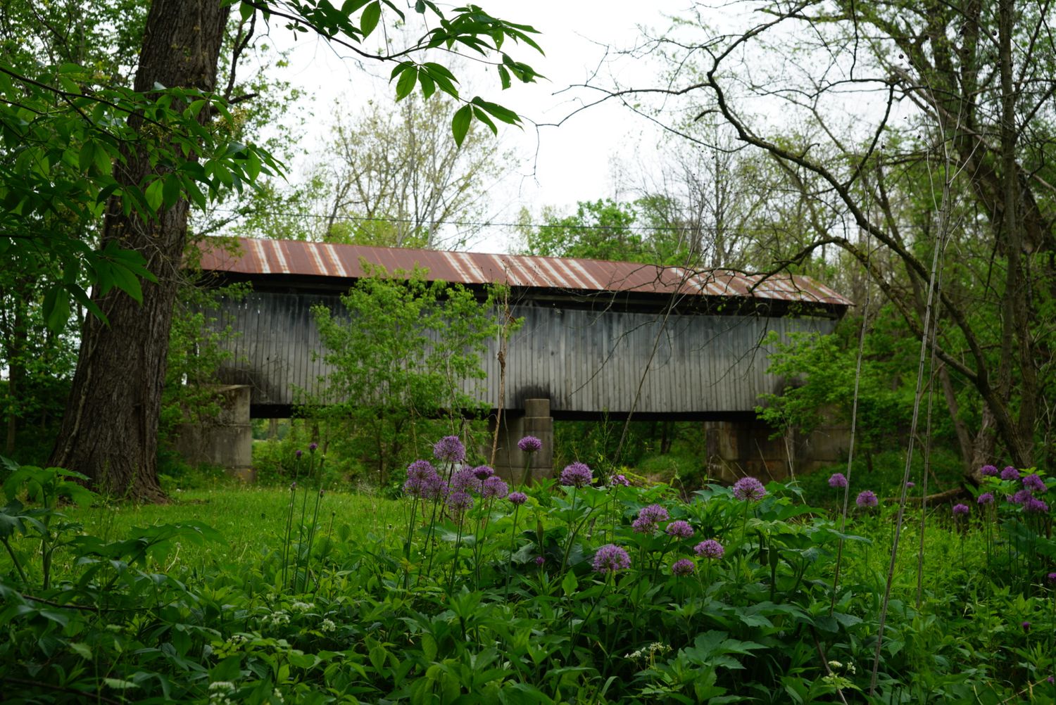 Abandoned weathered covered bridge with rusty tin roof surrounded by lush green vegetation and purple wildflowers.