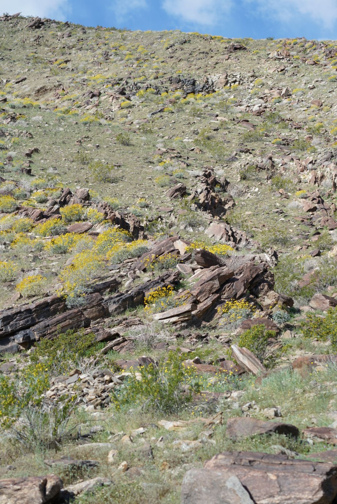 Rocky hillside covered with yellow wildflowers and green shrubs under a partly cloudy blue sky.