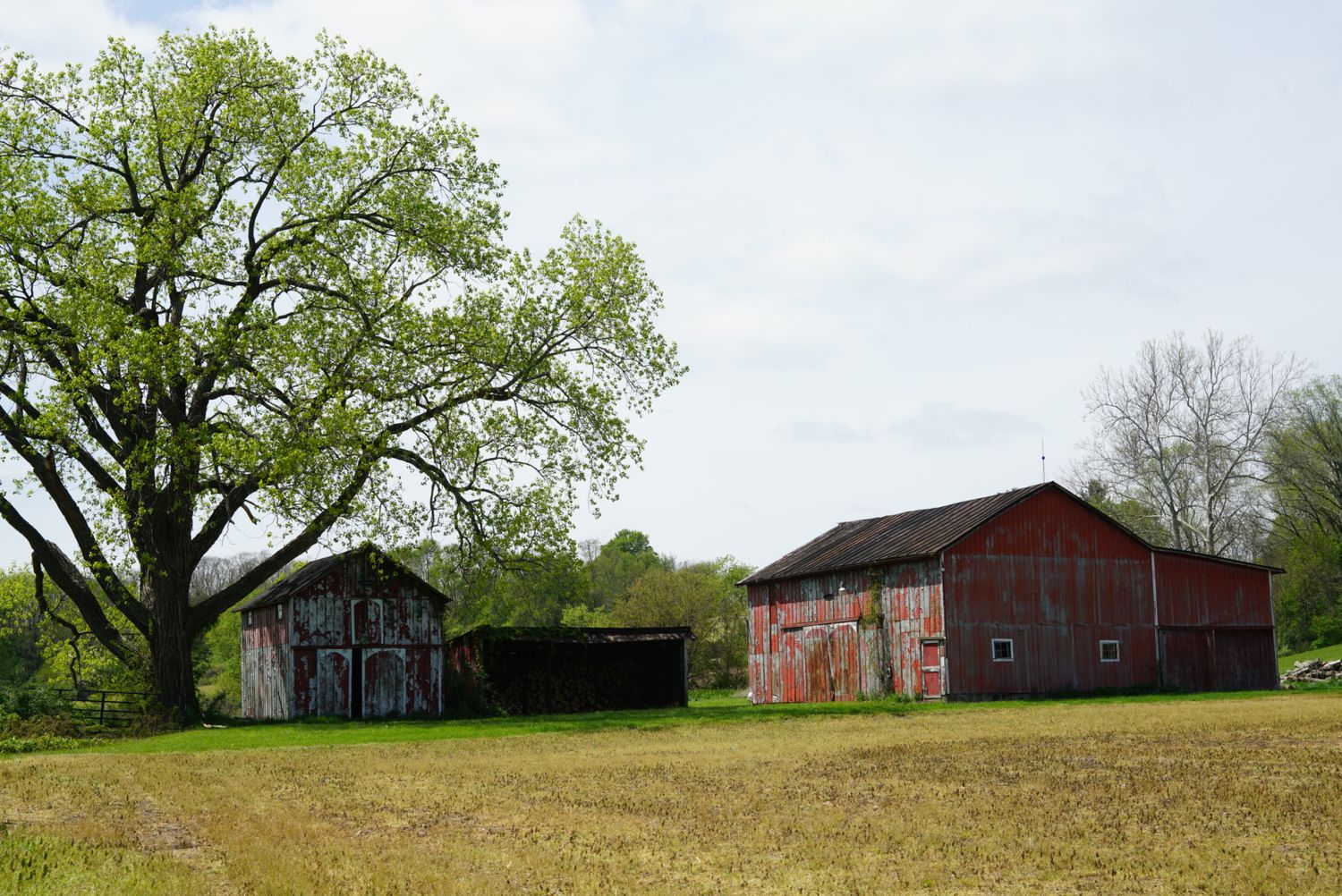 Two rustic weathered barns in an open farm field beside a large oak tree with fresh spring foliage.