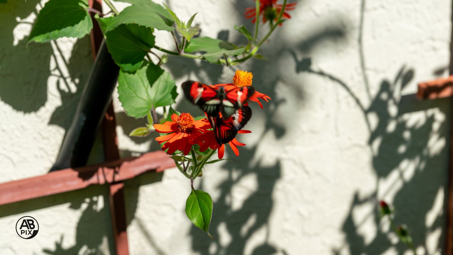Red and black butterfly feeding on vibrant orange flowers against a white wall with plant shadows.