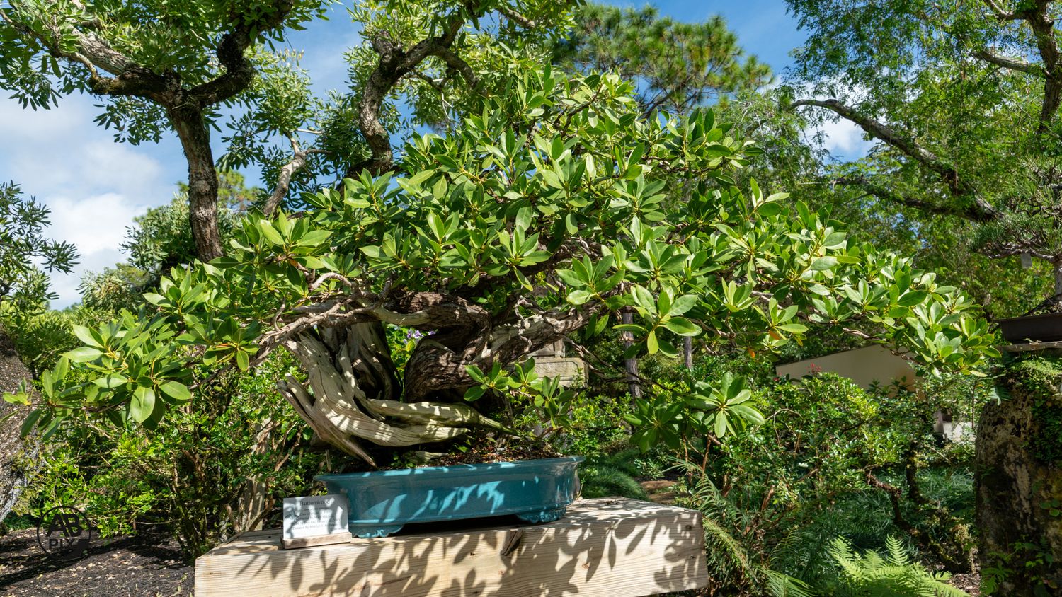 A large bonsai tree with lush green foliage displayed outdoors in a garden setting.