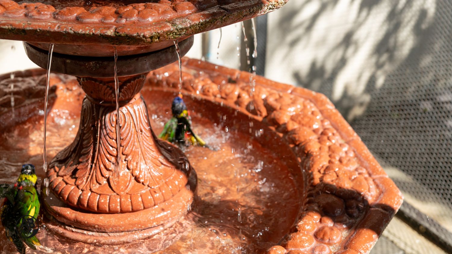 Colorful rainbow lorikeets bathing in a terracotta tiered garden fountain with flowing water.