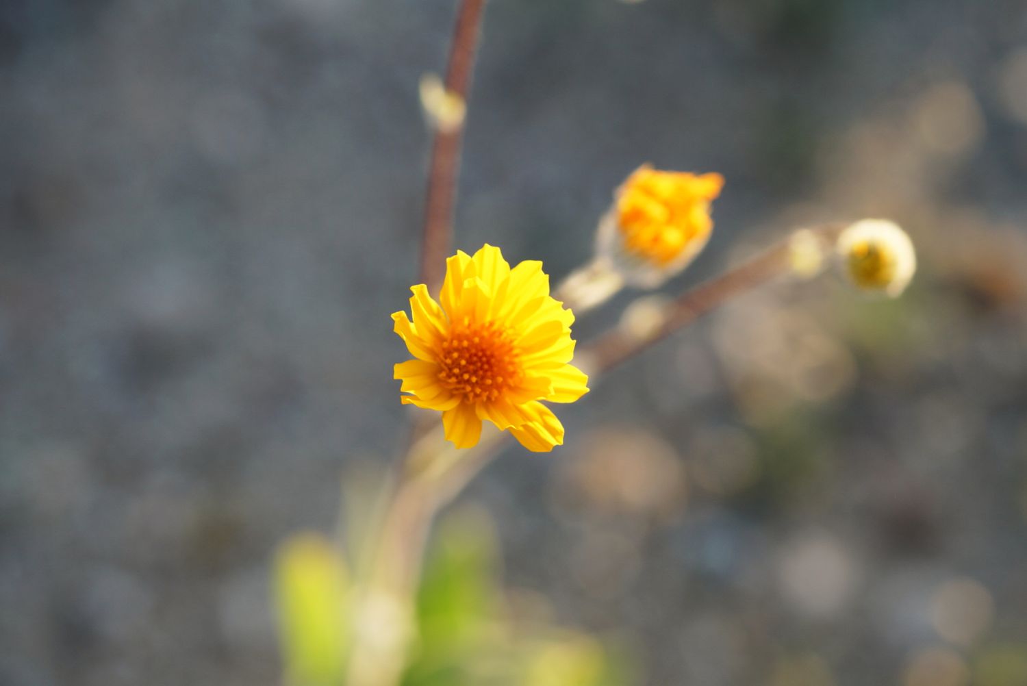 Vibrant yellow desert wildflower in full bloom with soft bokeh background.