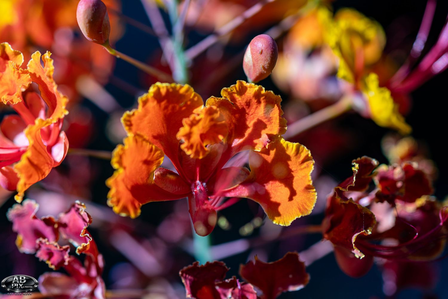 Vibrant orange and red tropical flowers with ruffled petals bloom against a dark background.