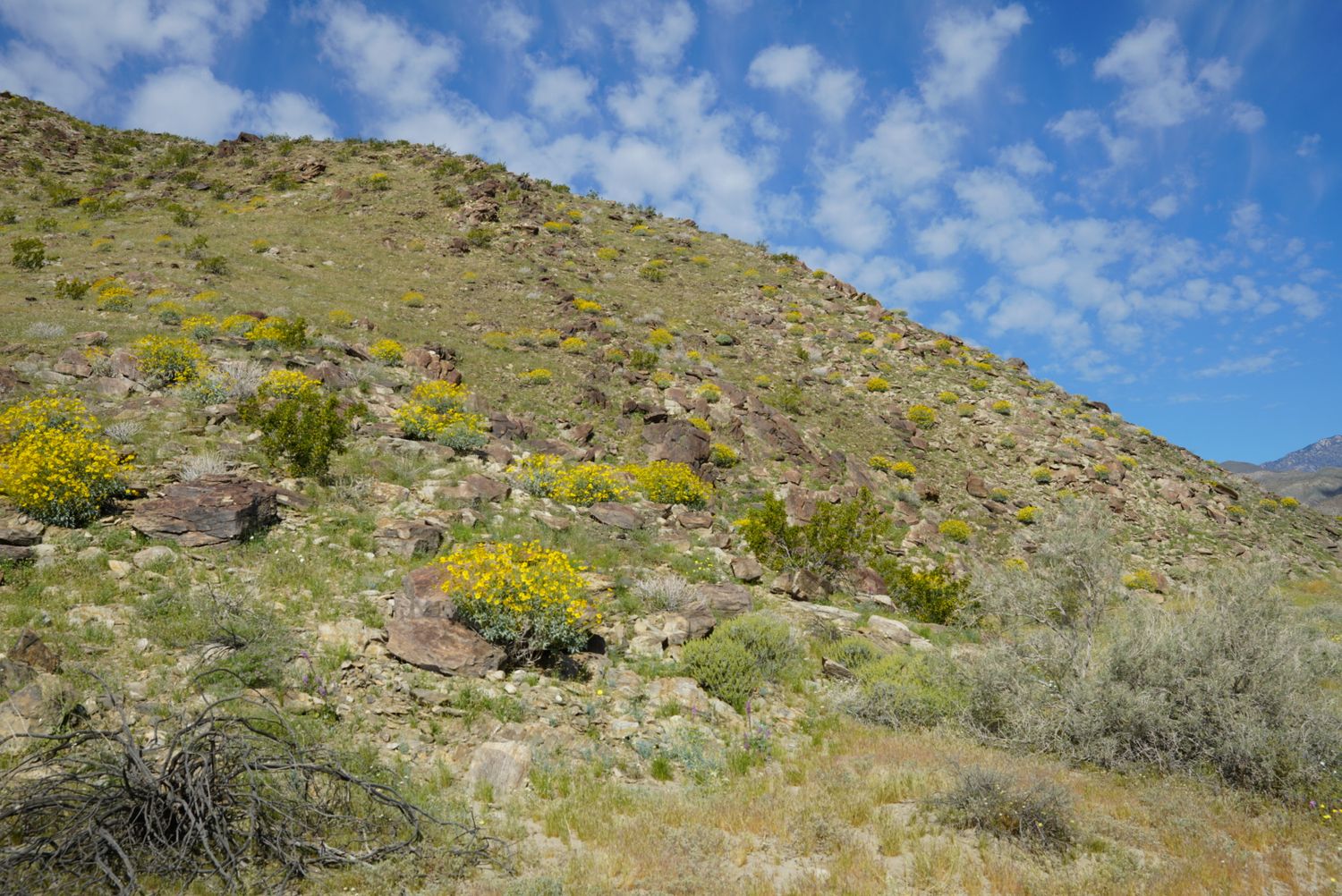 Yellow blooming desert shrubs spread across a rocky hillside beneath a partly cloudy sky.