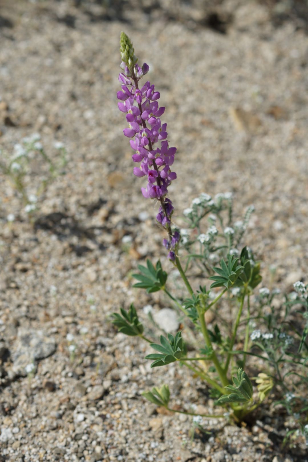 A lone purple lupine wildflower blooms on a sparse sandy desert landscape.