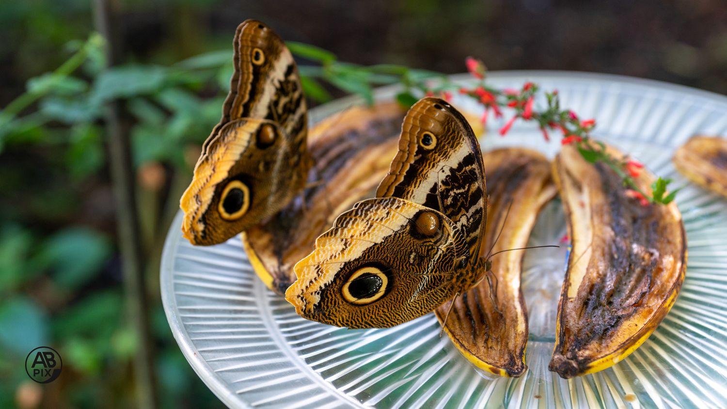Two large Owl butterflies with distinctive eye-pattern wings resting on a plate with fruit.