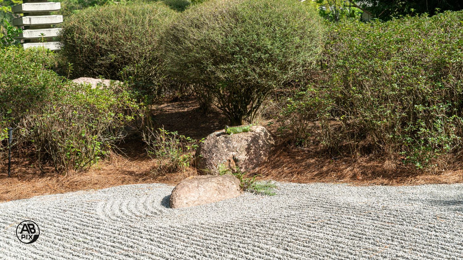 Raked gravel zen garden with natural rock and trimmed shrubs in a Japanese landscape design.