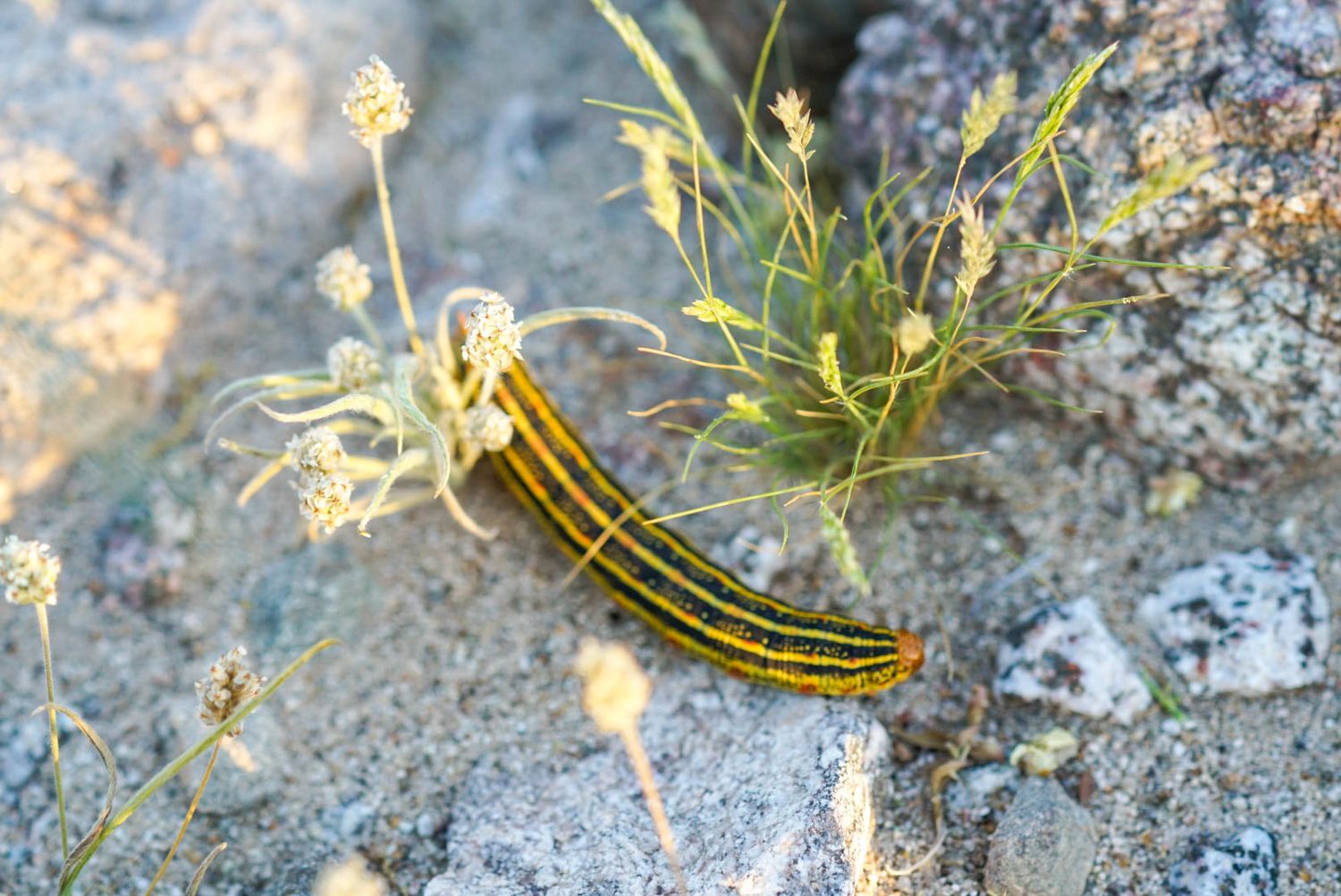 Colorful yellow and black striped caterpillar crawling on rocks among small wildflowers in nature.