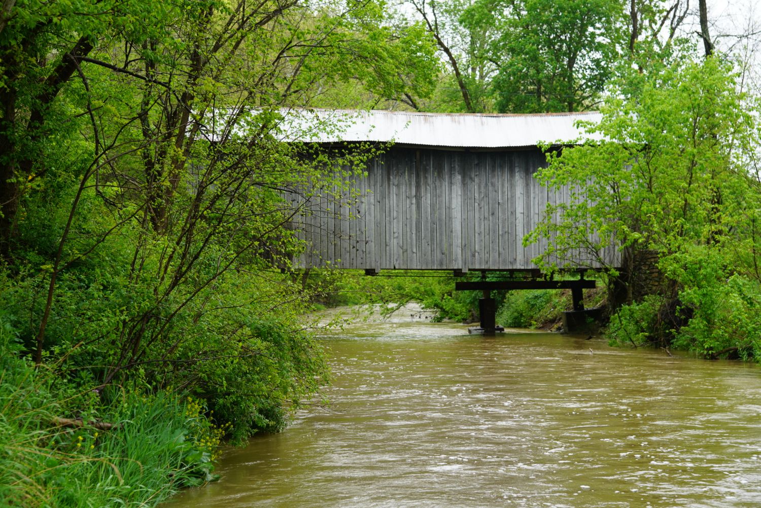 Historic wooden covered bridge spanning a rushing muddy river surrounded by lush green spring foliage.