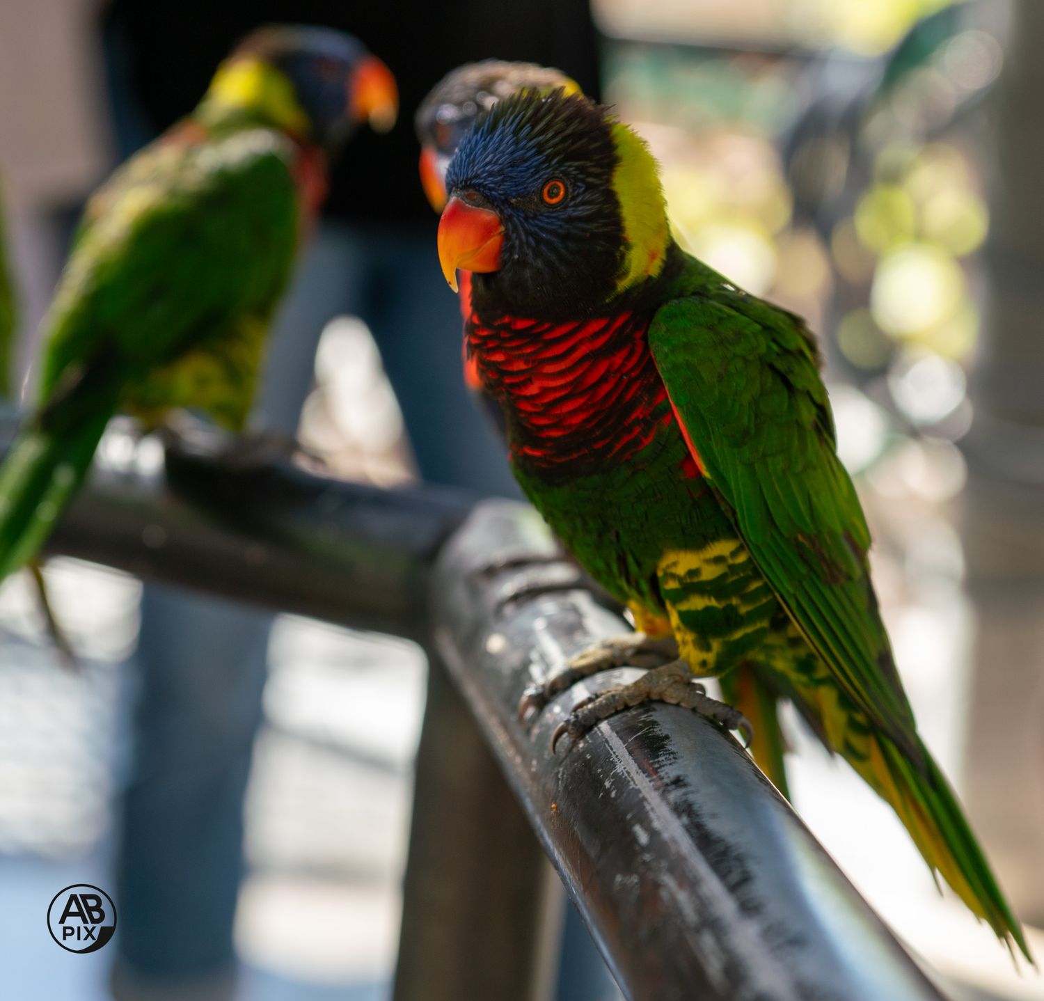 Two colorful rainbow lorikeets with red, green, and blue feathers perched on a metal railing.