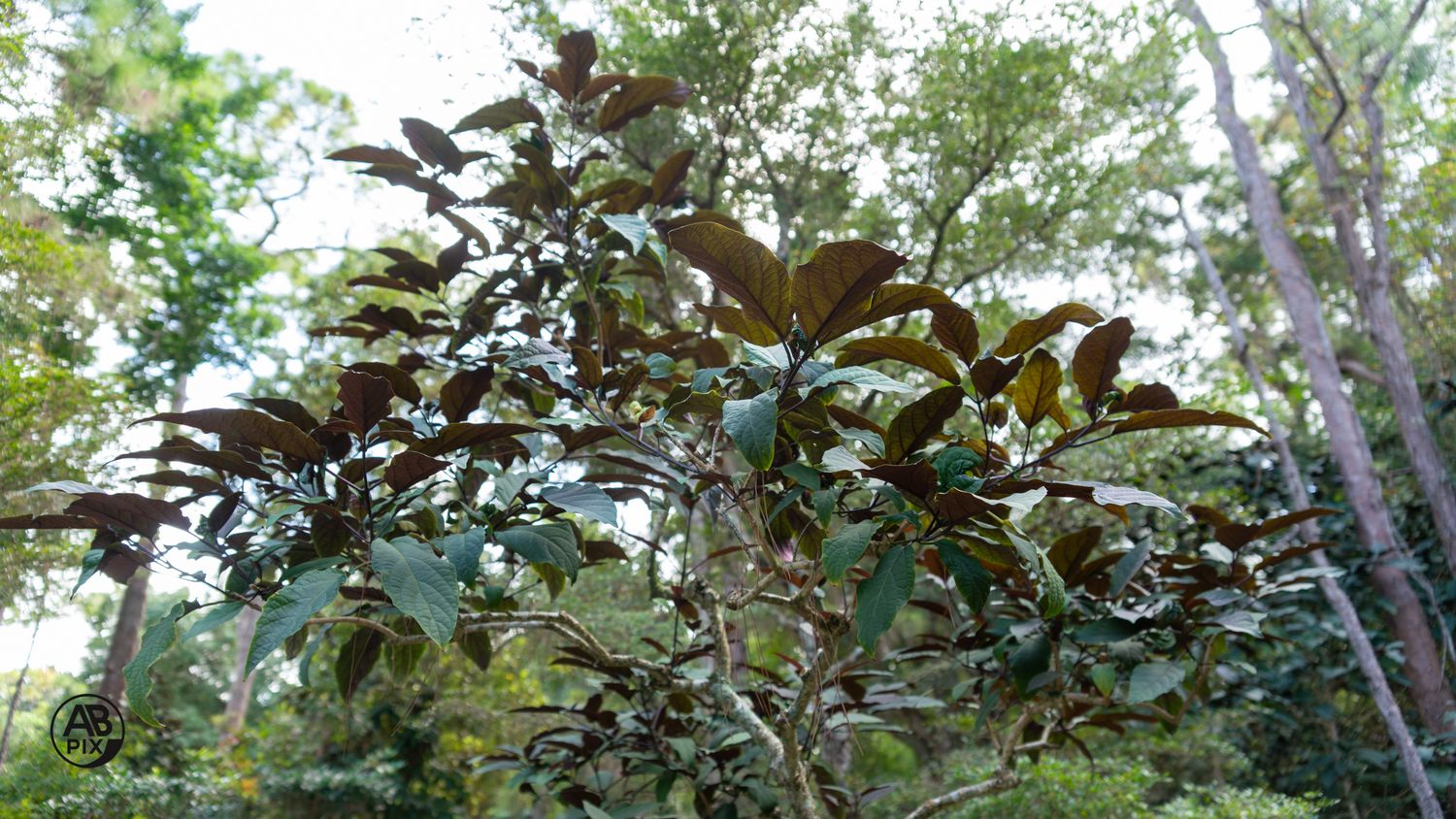 Close-up of a tree with large dark bronze-green leaves against a backdrop of tall forest trees.
