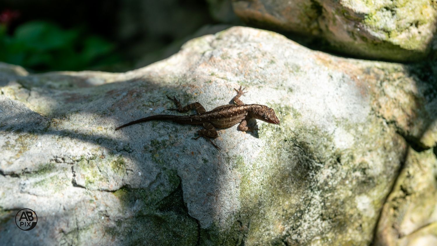 A small brown lizard basking on a sunlit mossy rock in a natural outdoor setting.