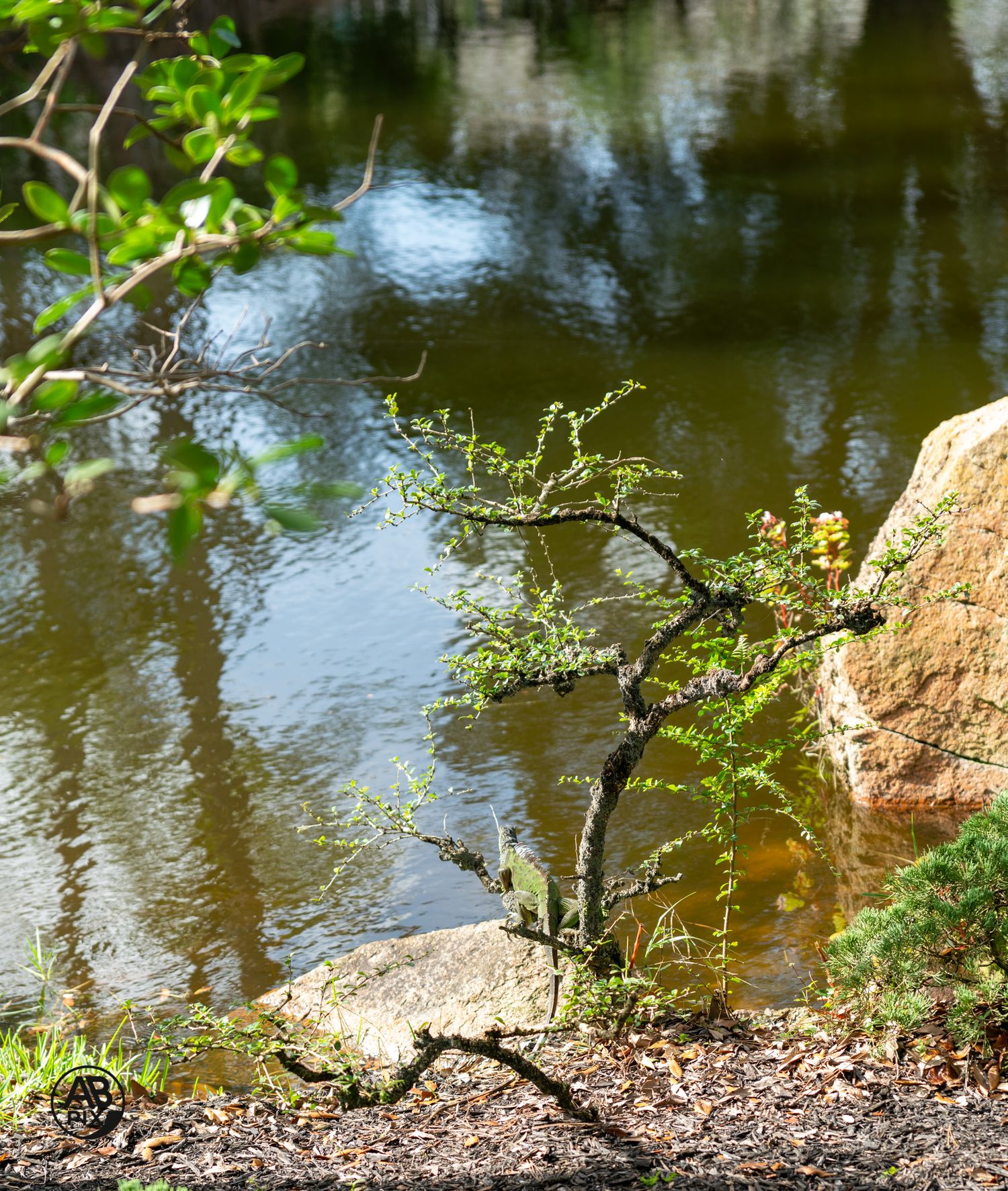 Delicate bonsai tree with sparse leaves beside a boulder near a pond.