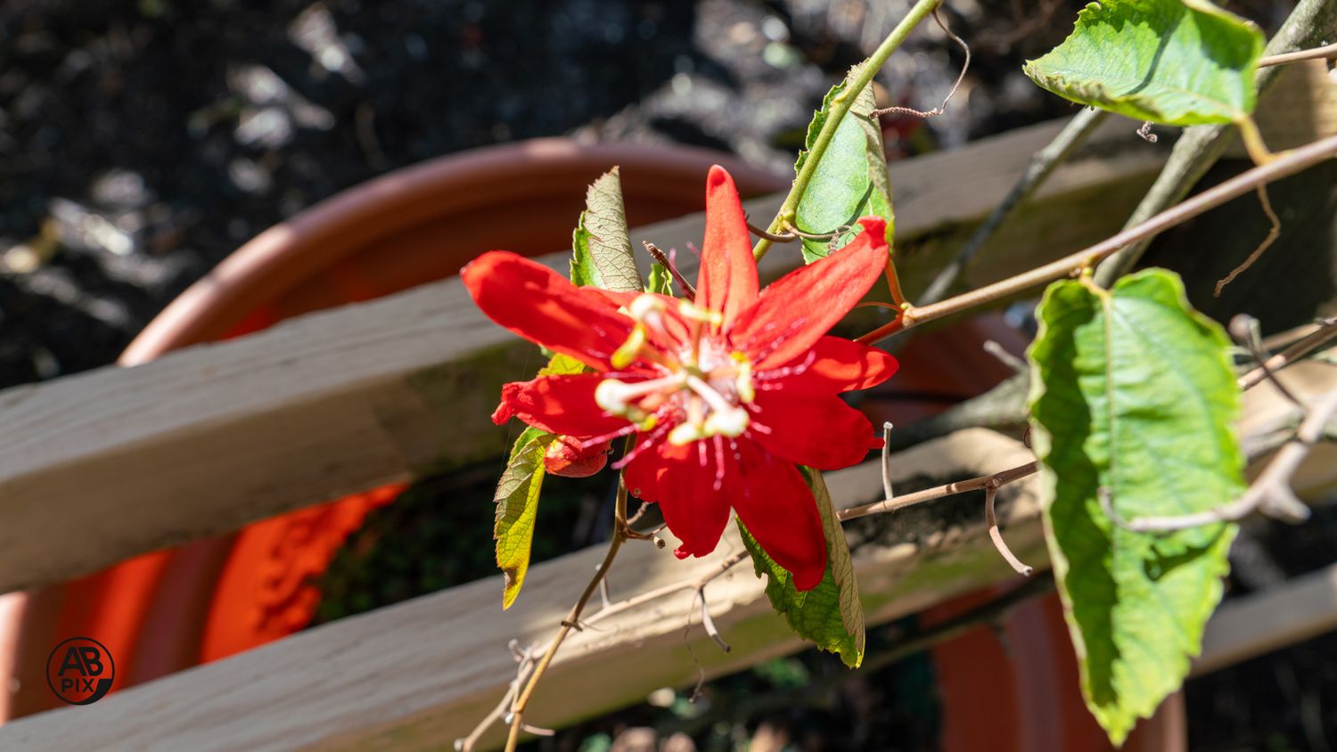A bright red passionflower blossom growing through wooden slats of a garden trellis.