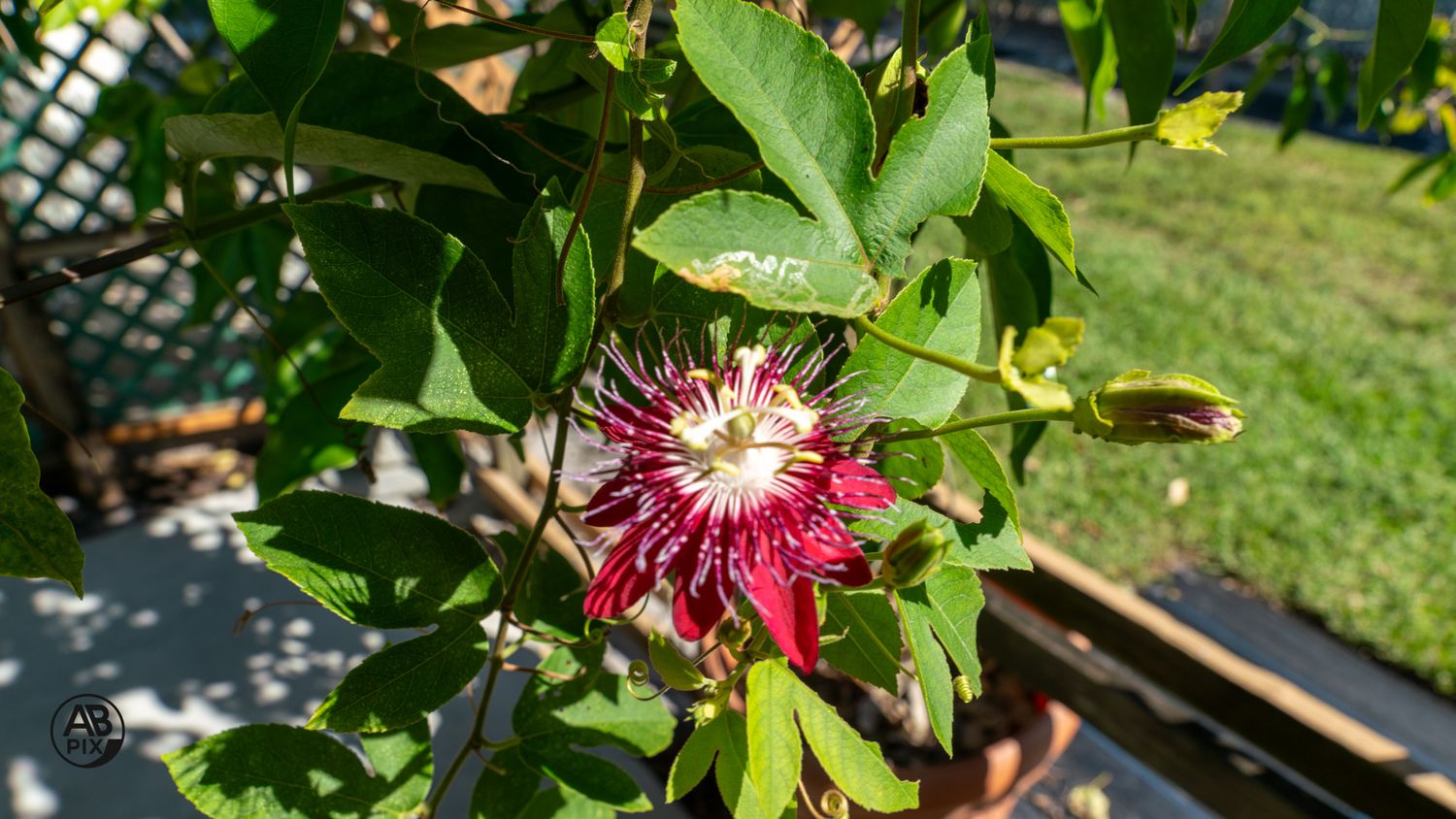 A striking red and white passionflower in full bloom on a green leafy plant outdoors.