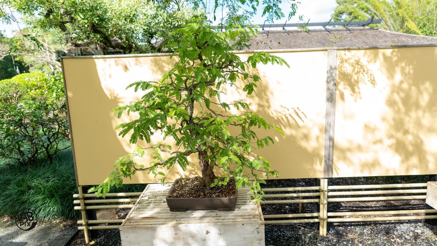 A tall leafy bonsai tree in a rectangular pot displayed on a bench outdoors.