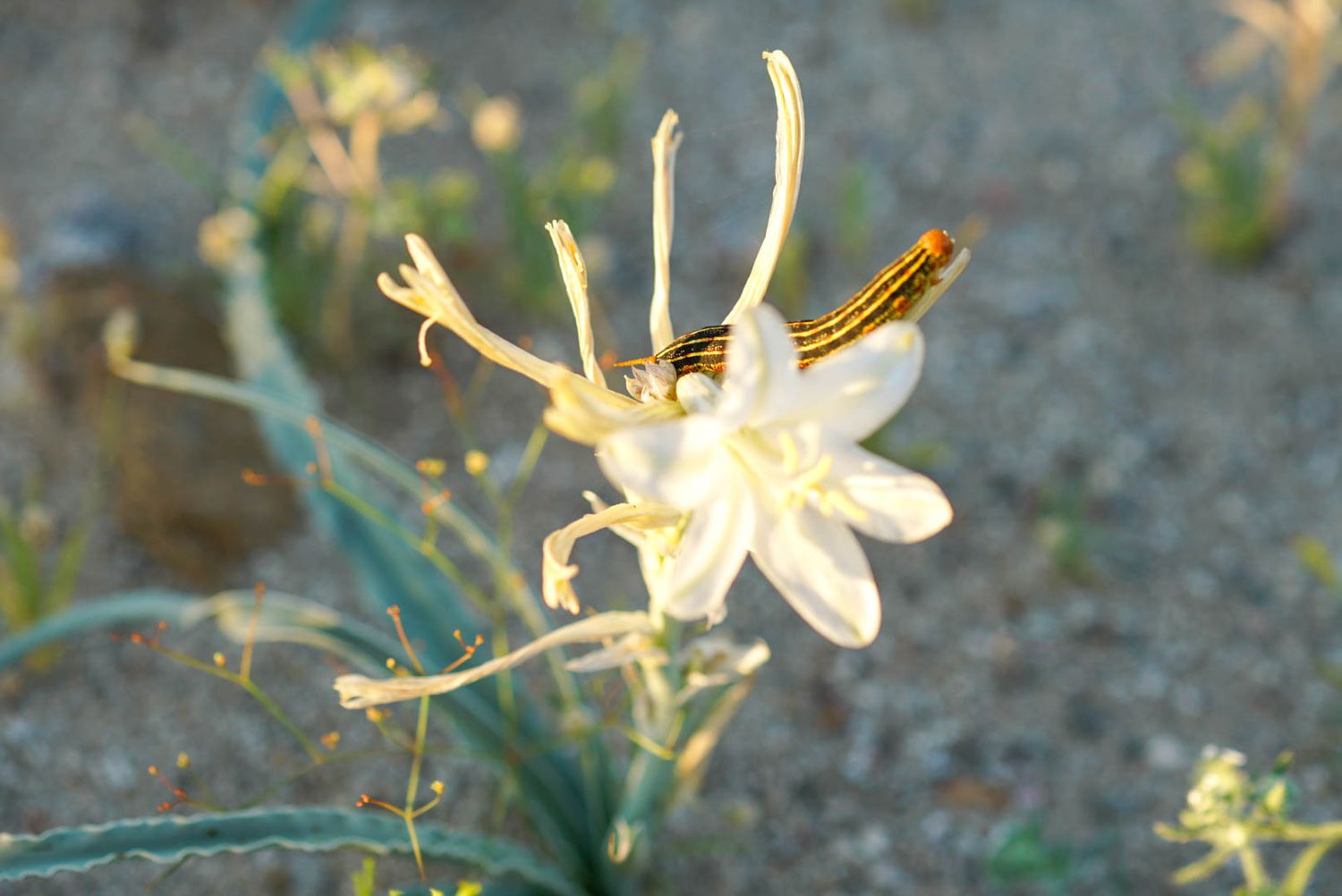Delicate white desert flower with long stamens and a striped caterpillar on sandy ground.