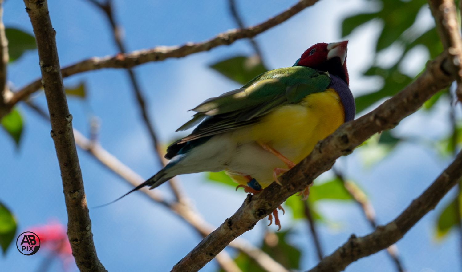 A colorful green and red Papuan King Parrot perched on a branch against a blue sky.