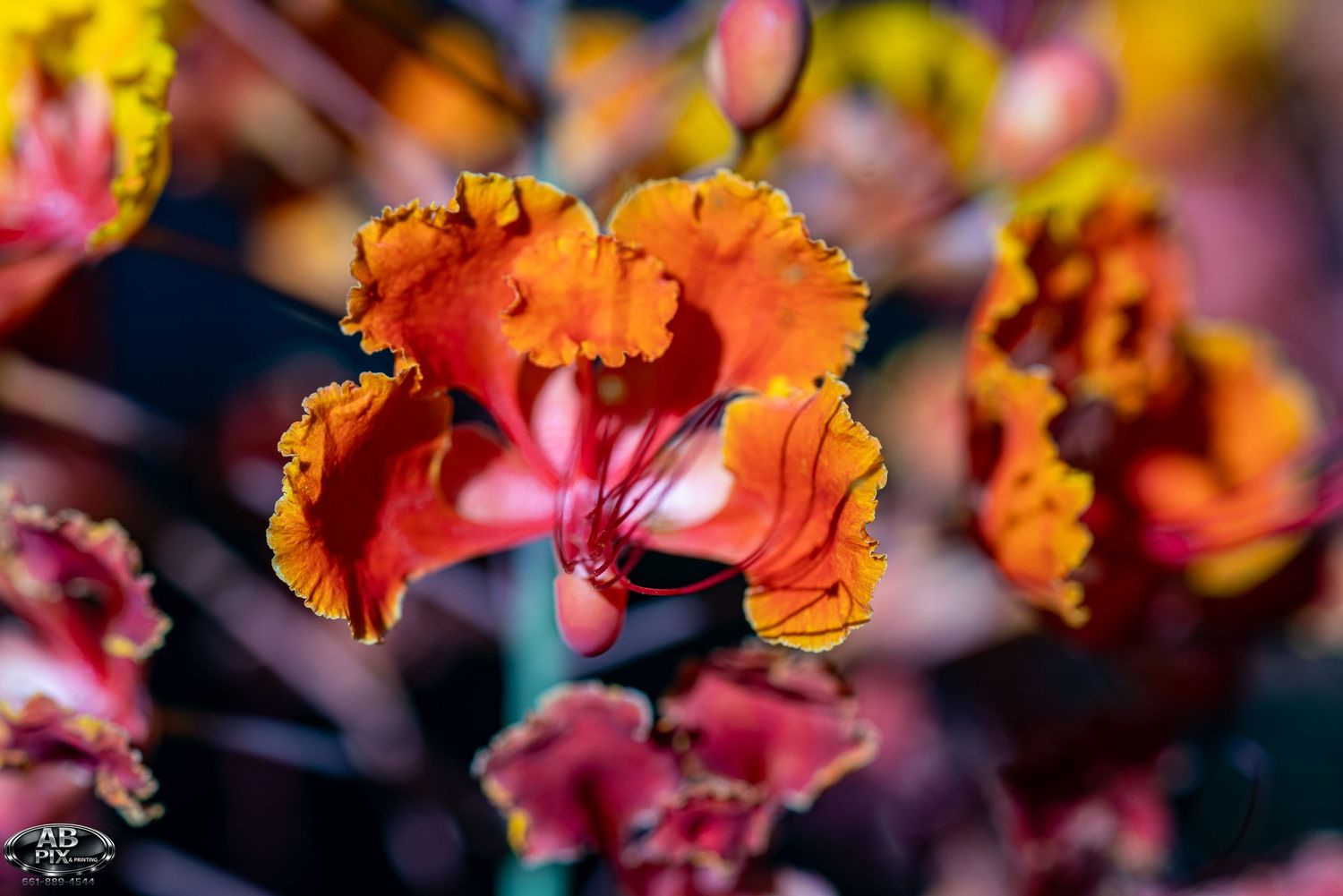 Vibrant orange and red orchid flowers with ruffled petals in full bloom against a soft bokeh background.
