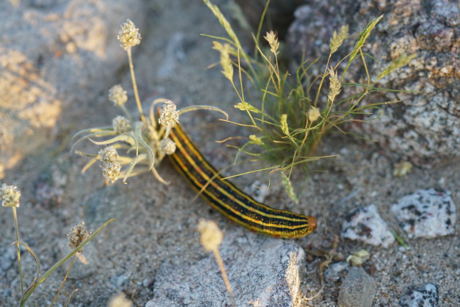 A yellow and black striped caterpillar crawling on rocky ground near small wildflowers and dry vegetation.
