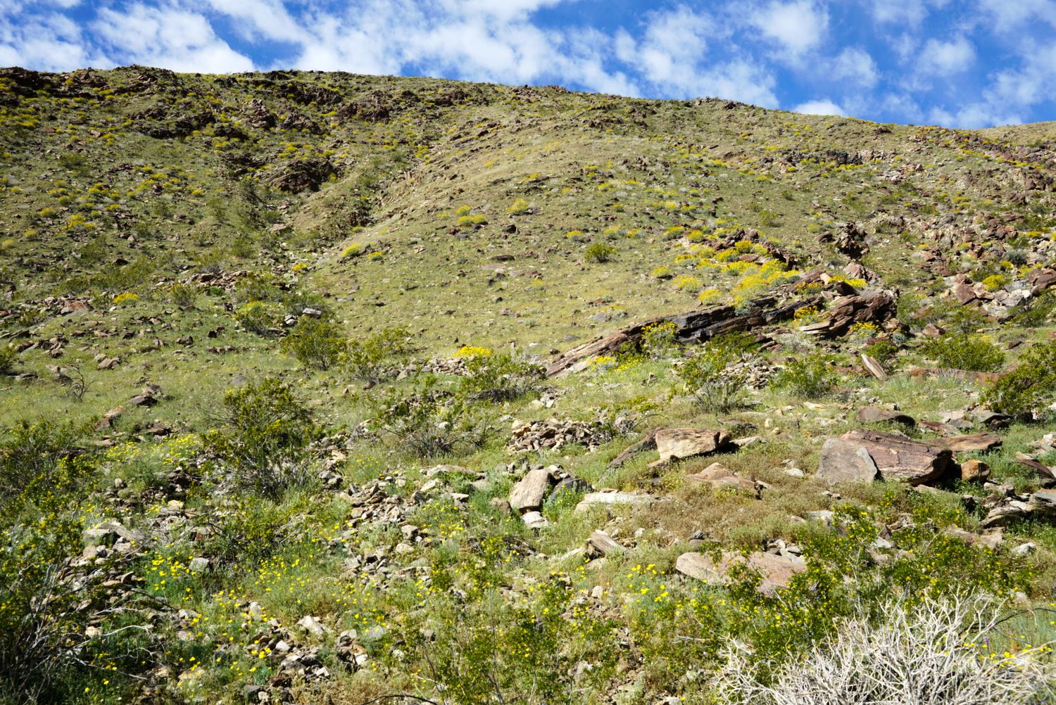 Vibrant yellow wildflowers and green shrubs cover a rocky desert hillside under clouds.